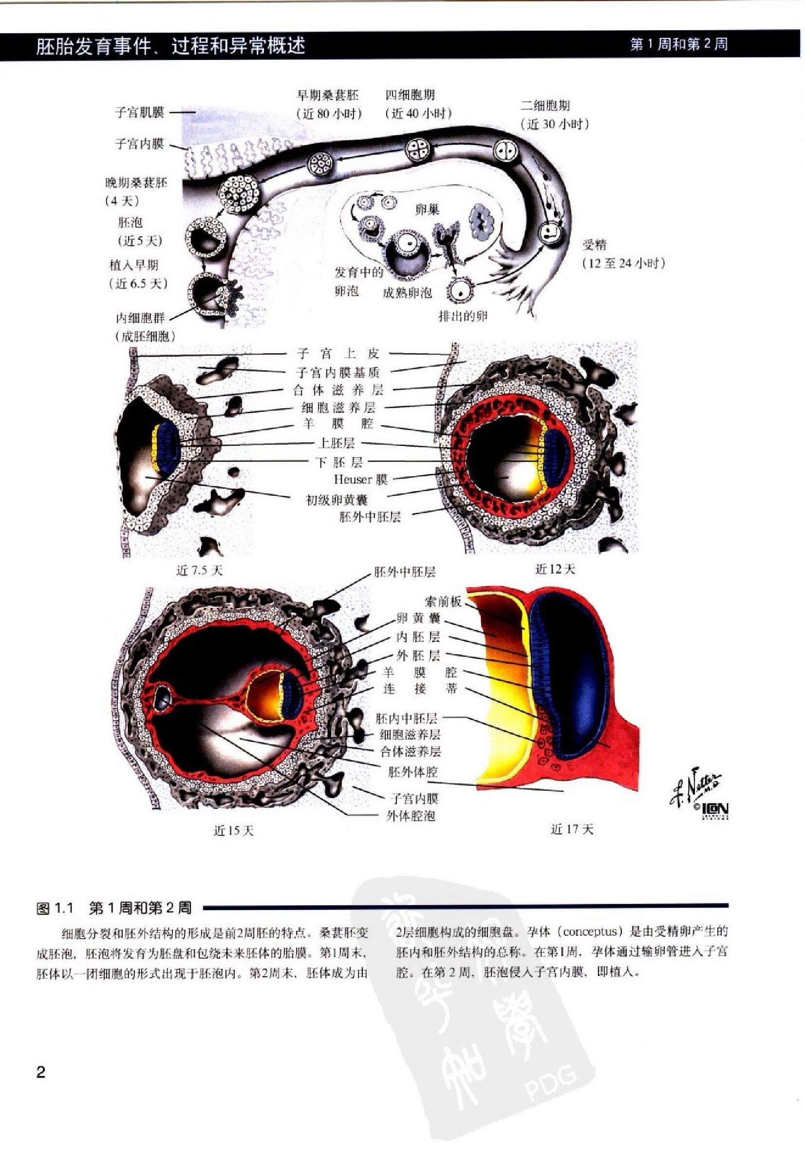 奈特人体胚胎学彩色图谱（高清中文版）.pdf_第15页