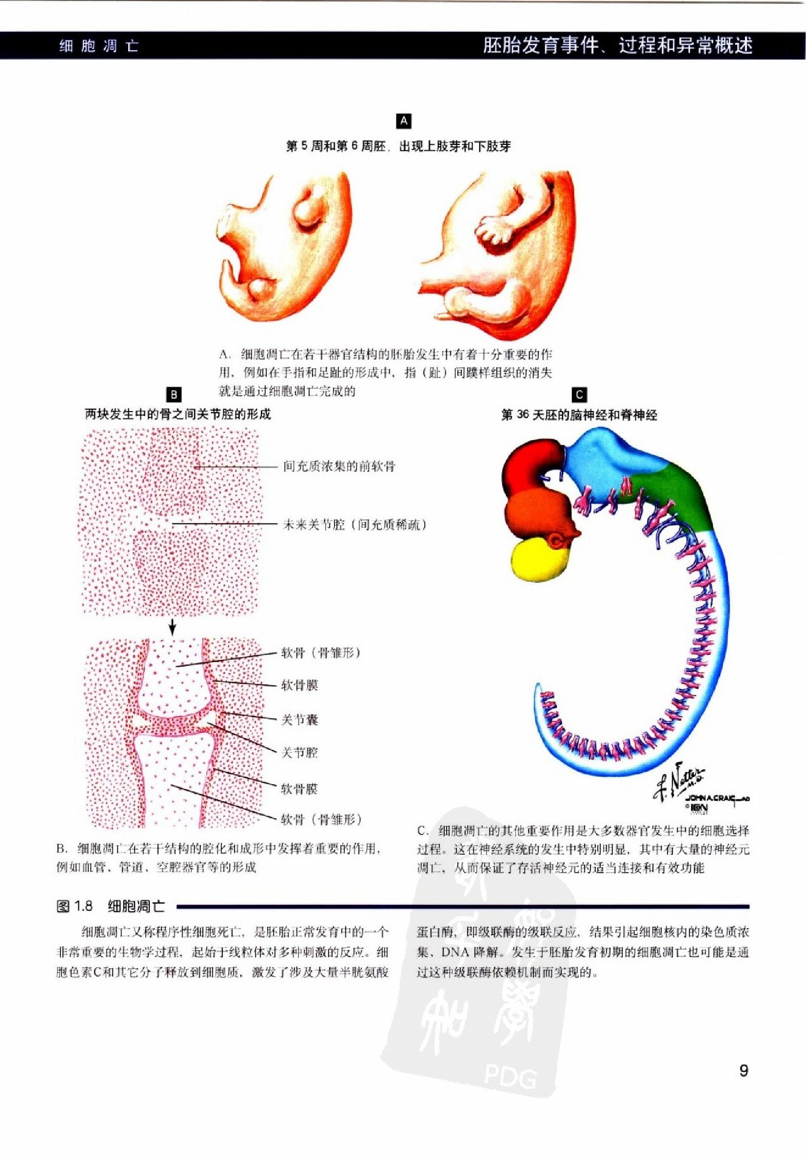 奈特人体胚胎学彩色图谱（高清中文版）.pdf_第22页