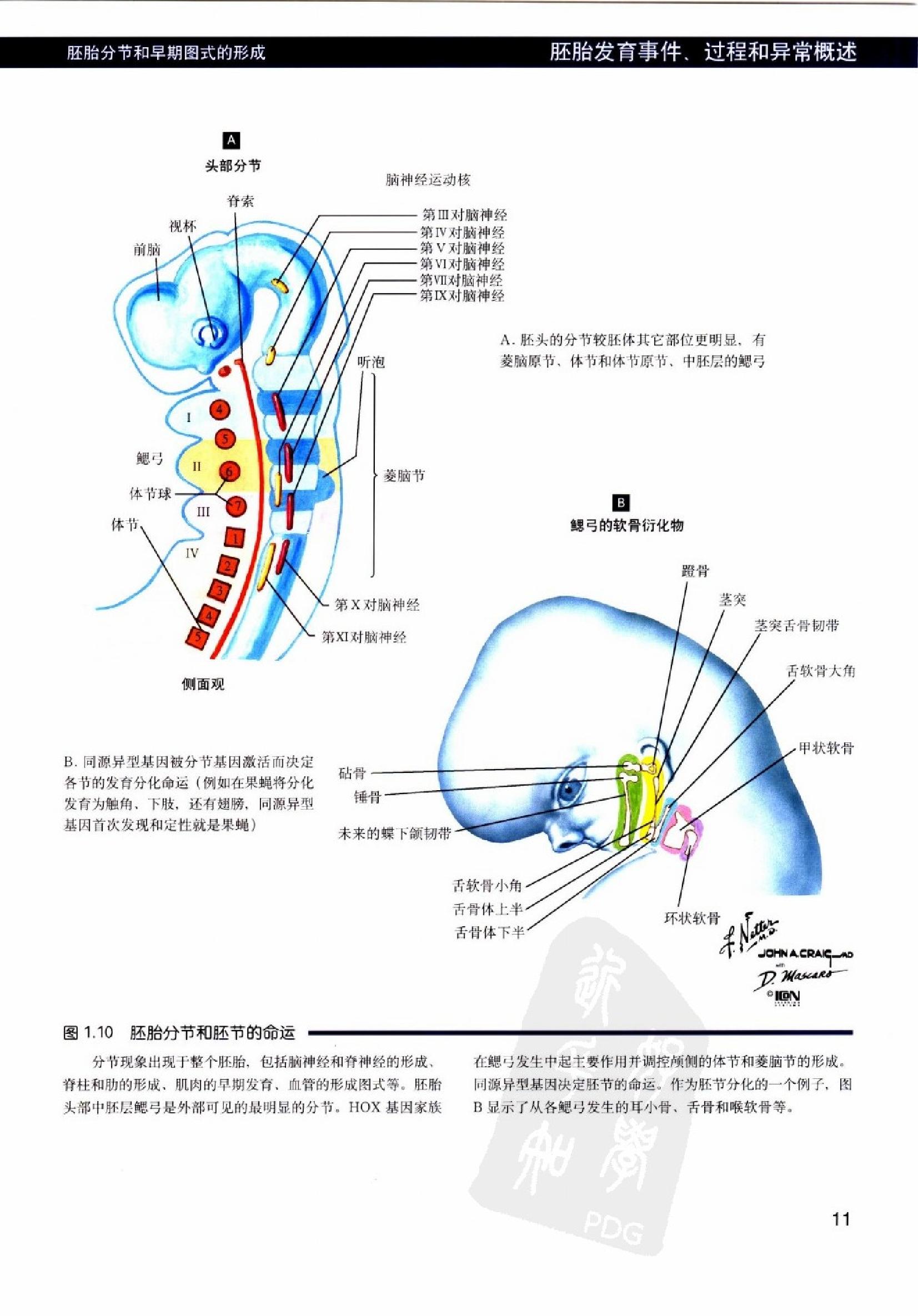 奈特人体胚胎学彩色图谱（高清中文版）.pdf_第24页