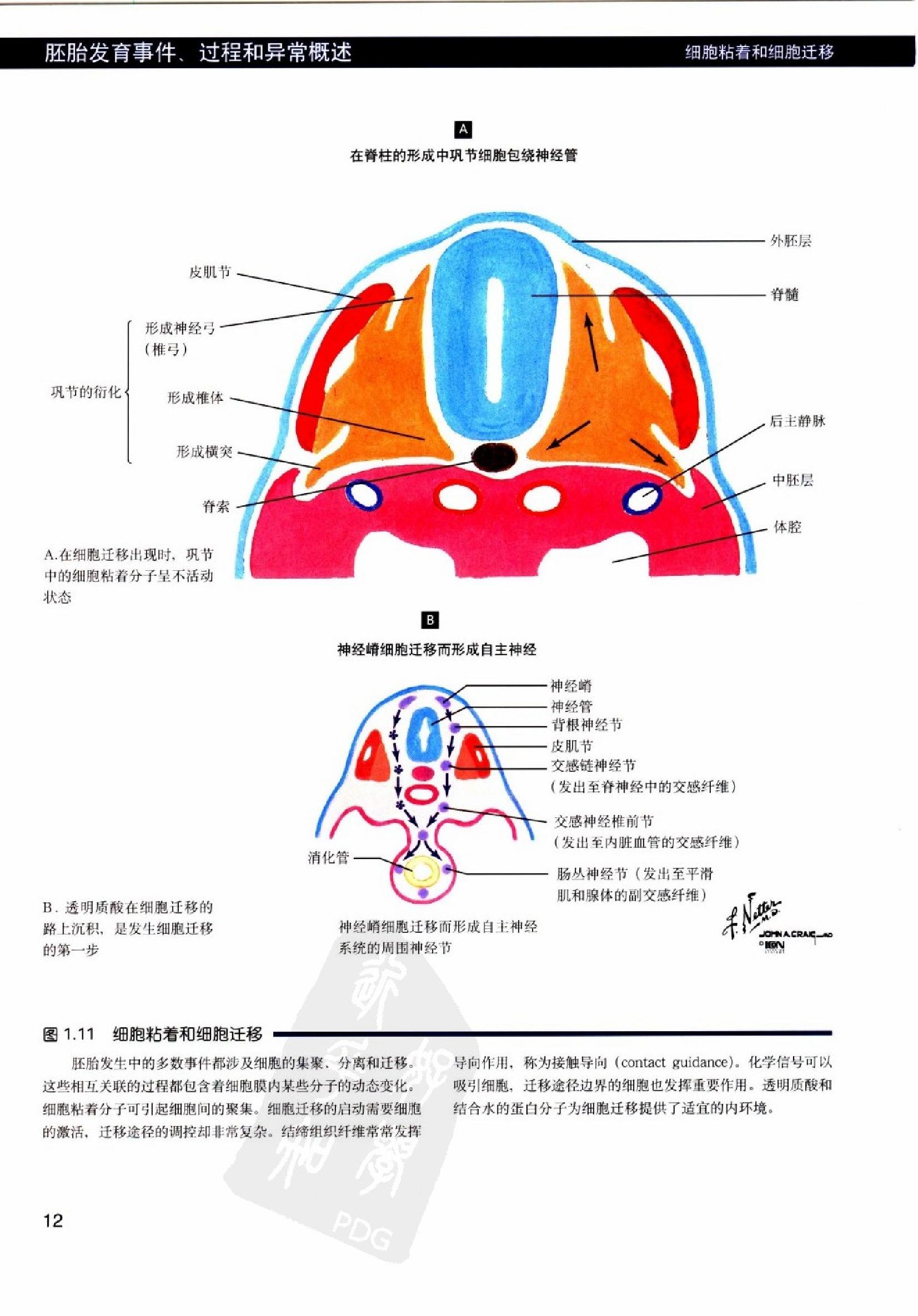 奈特人体胚胎学彩色图谱（高清中文版）.pdf_第25页