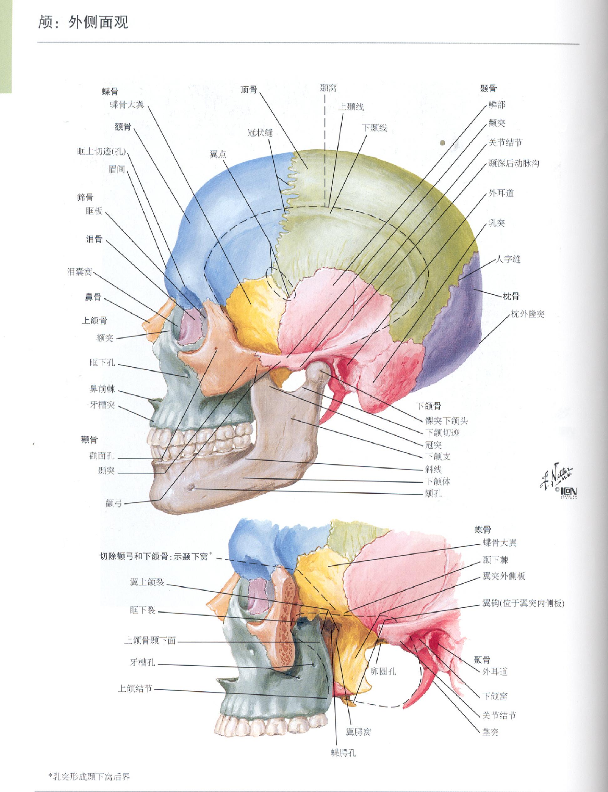 奈特人体解剖学图谱（高清彩图版）.pdf_第3页