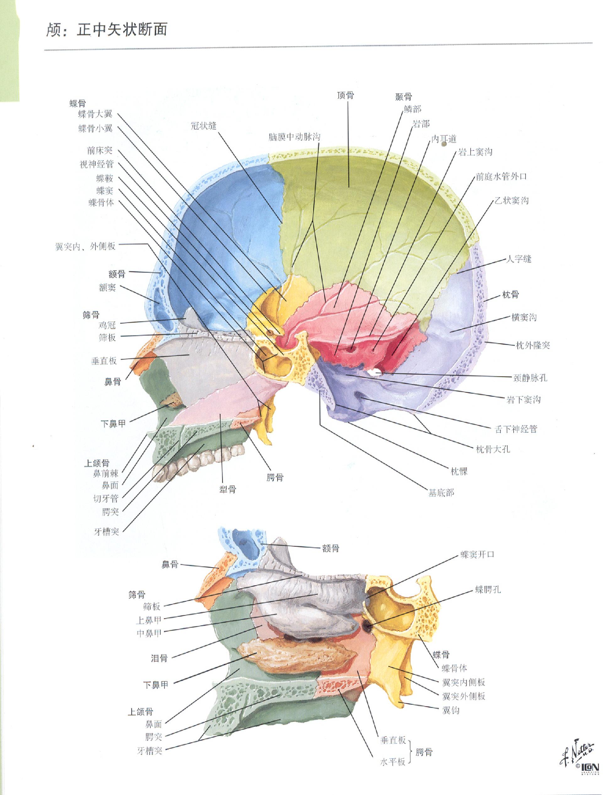 奈特人体解剖学图谱（高清彩图版）.pdf_第4页