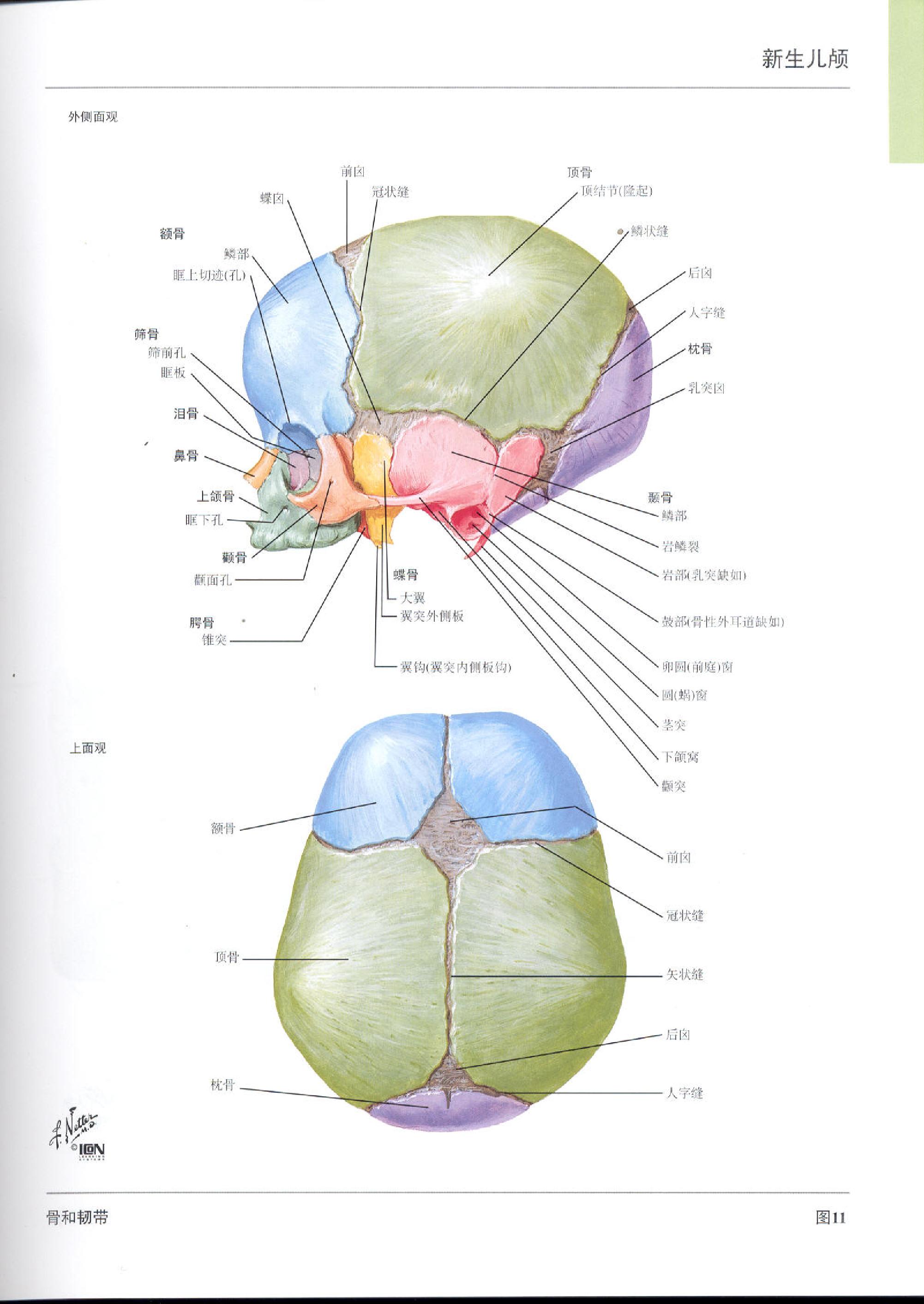 奈特人体解剖学图谱（高清彩图版）.pdf_第7页