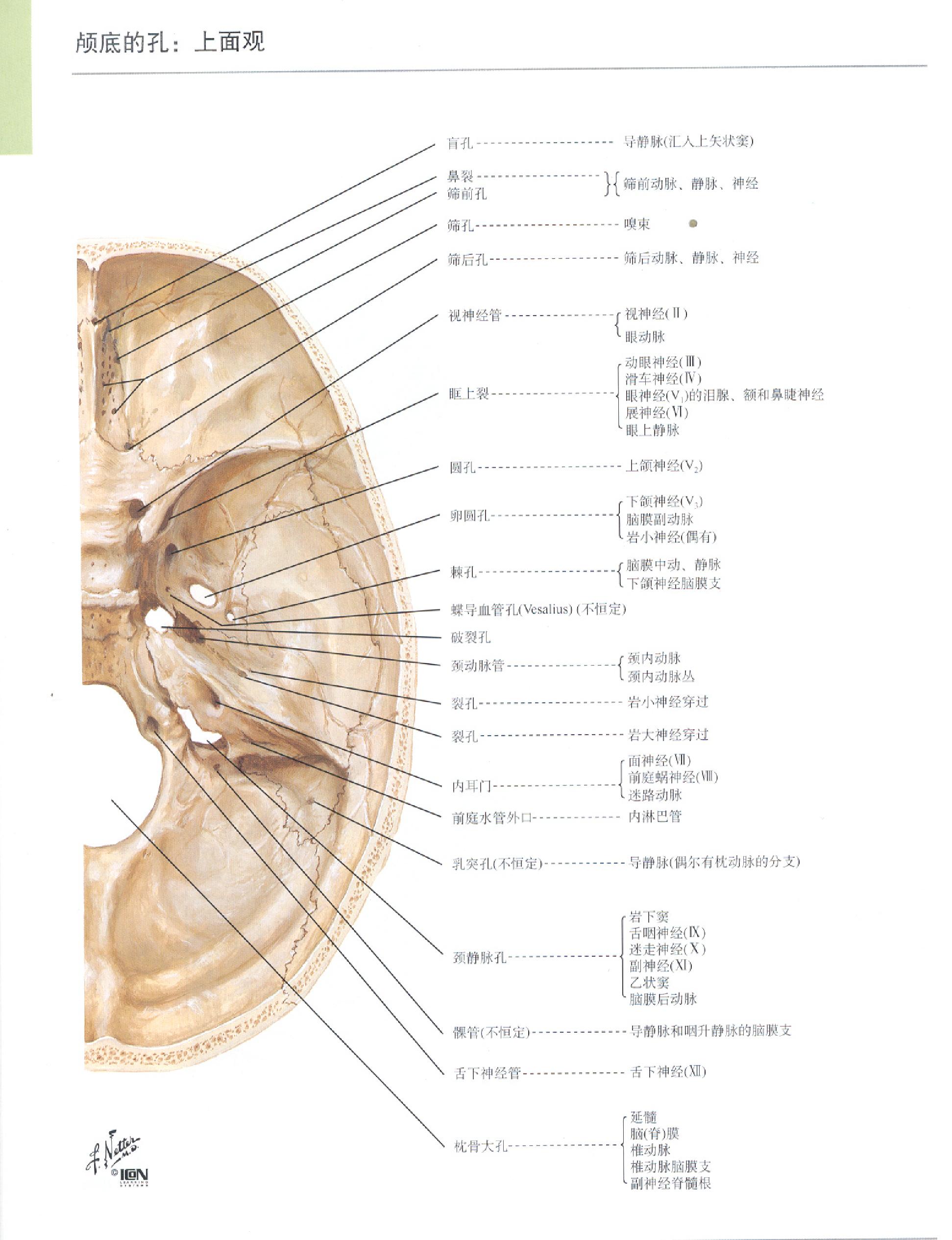 奈特人体解剖学图谱（高清彩图版）.pdf_第6页