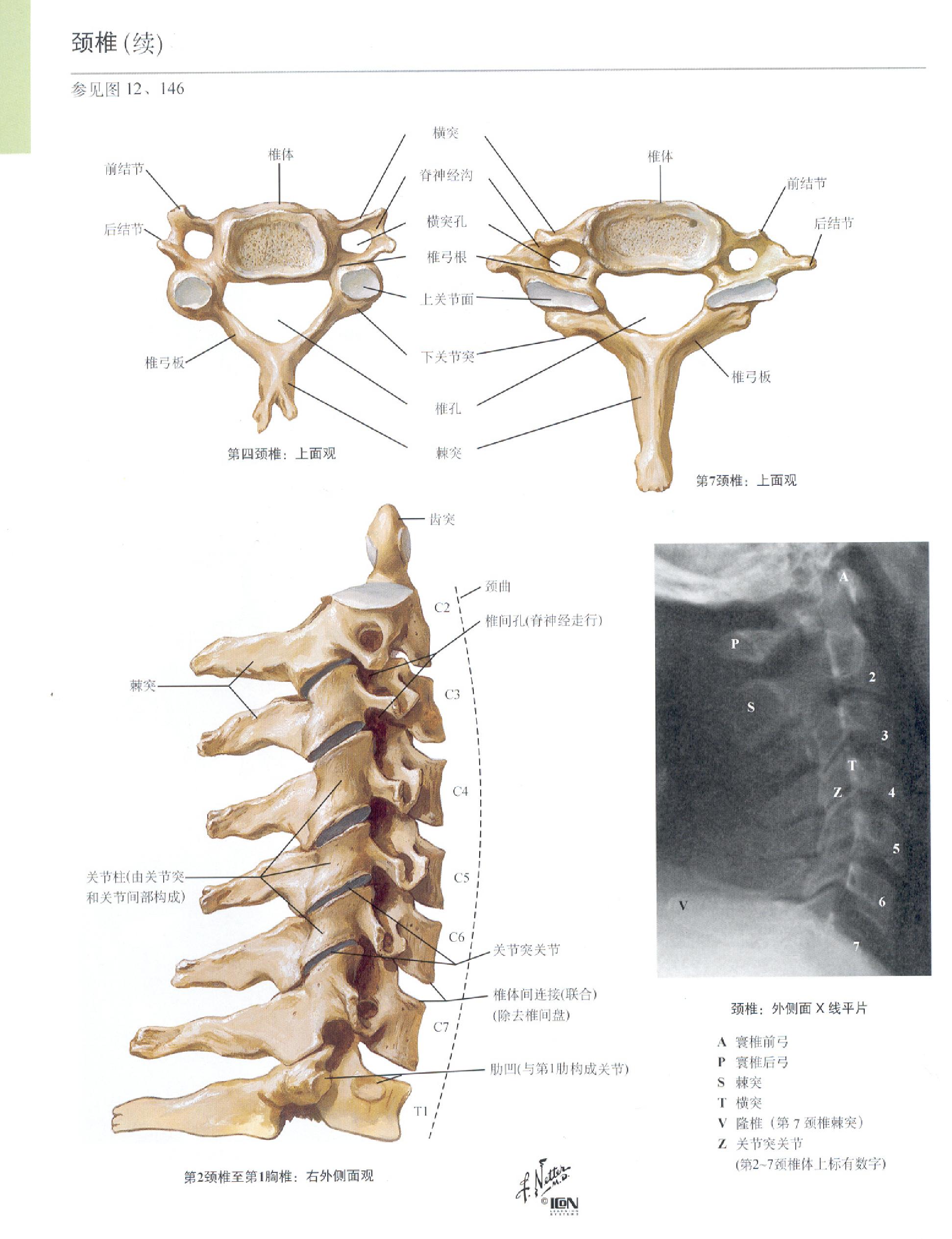 奈特人体解剖学图谱（高清彩图版）.pdf_第12页