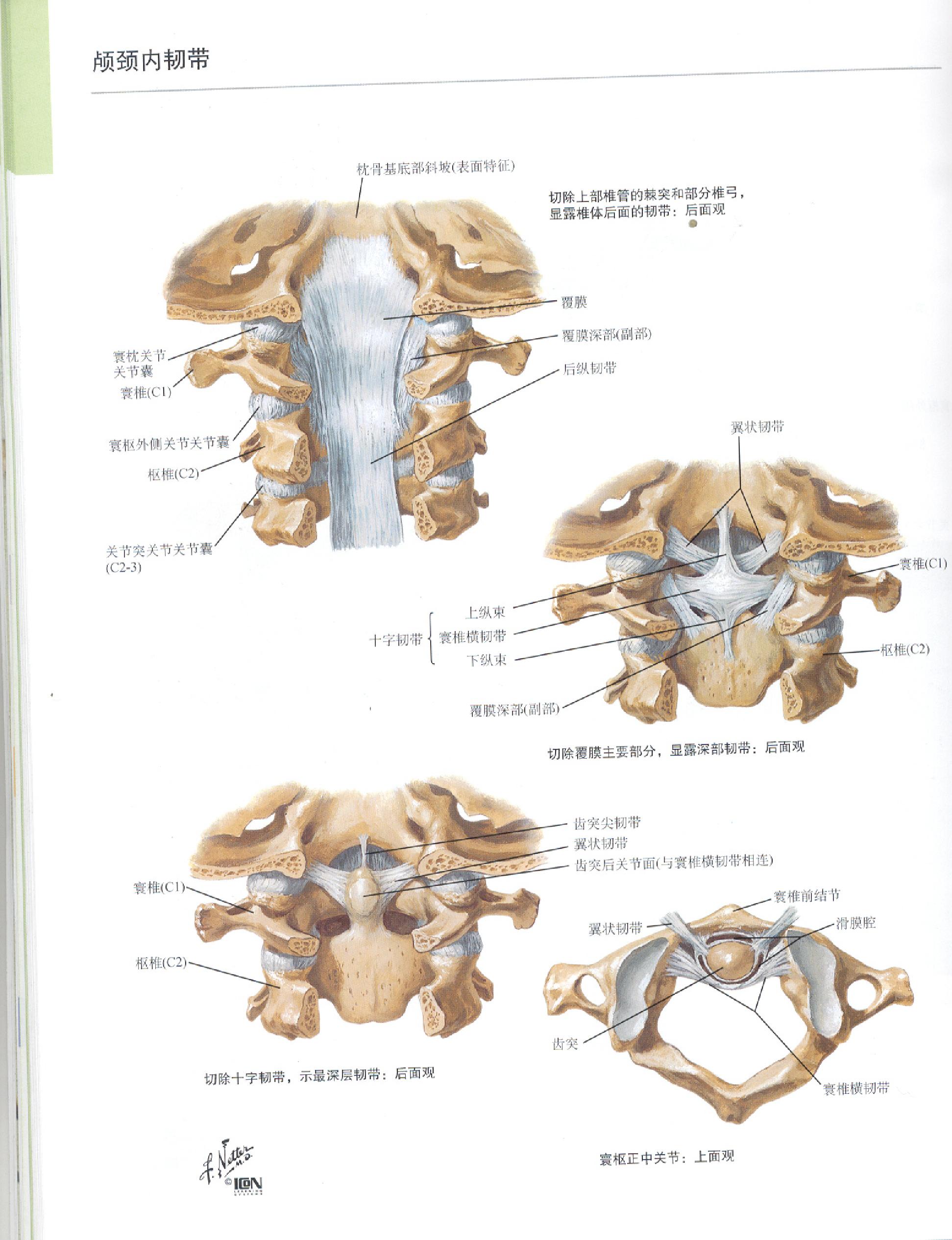 奈特人体解剖学图谱（高清彩图版）.pdf_第14页