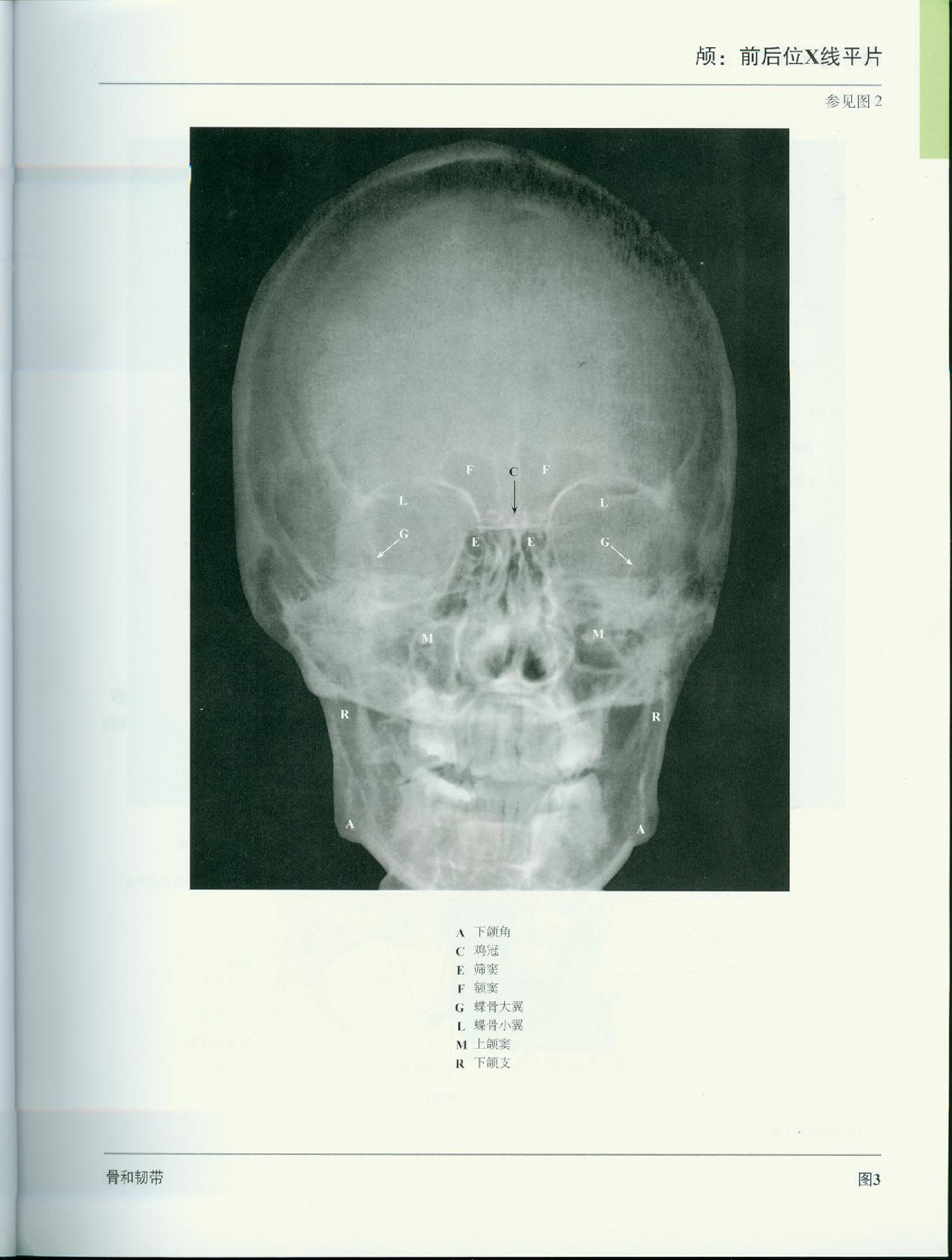 奈特人体解剖学图谱（高清彩图版）.pdf_第15页