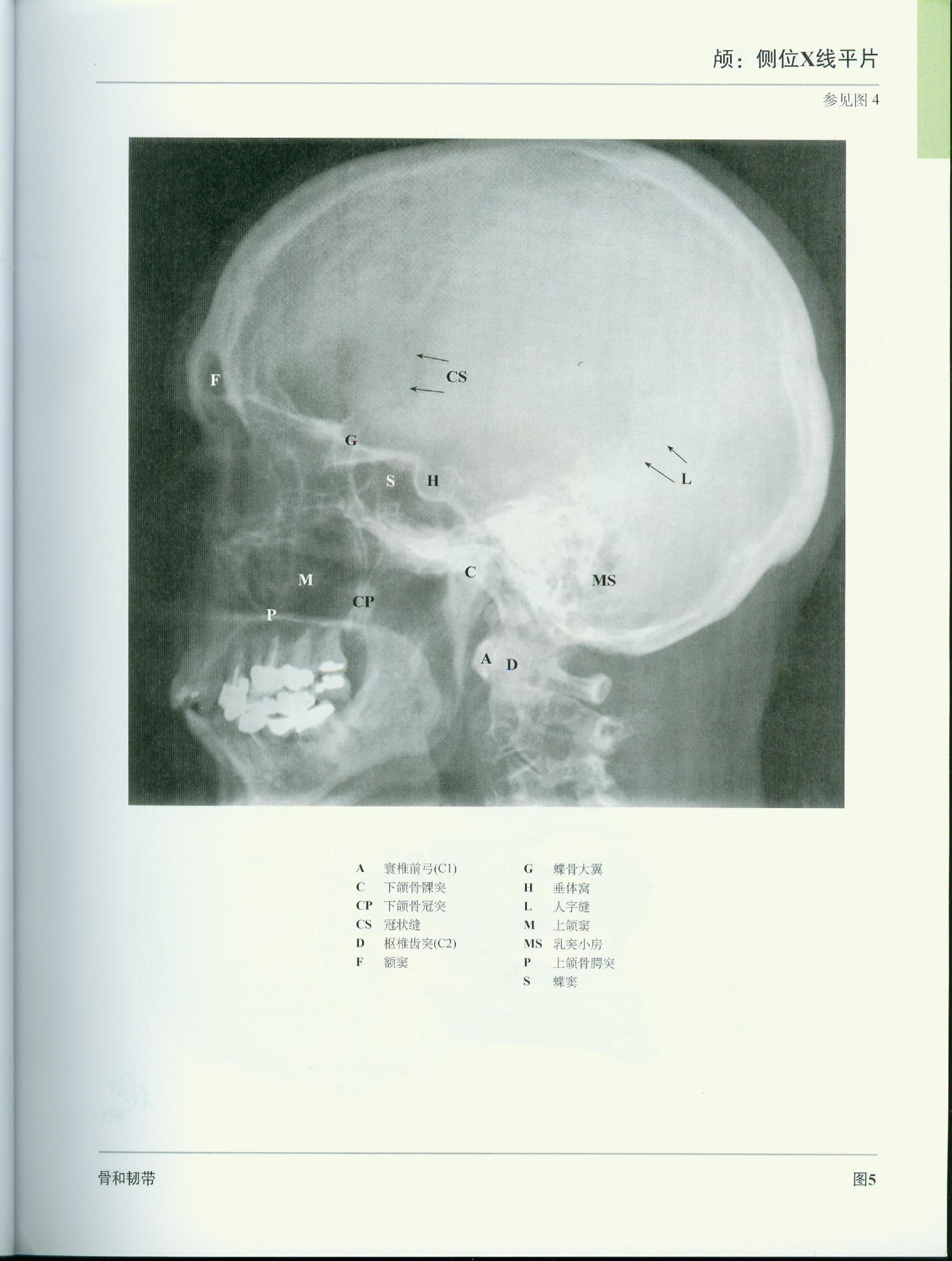 奈特人体解剖学图谱（高清彩图版）.pdf_第16页