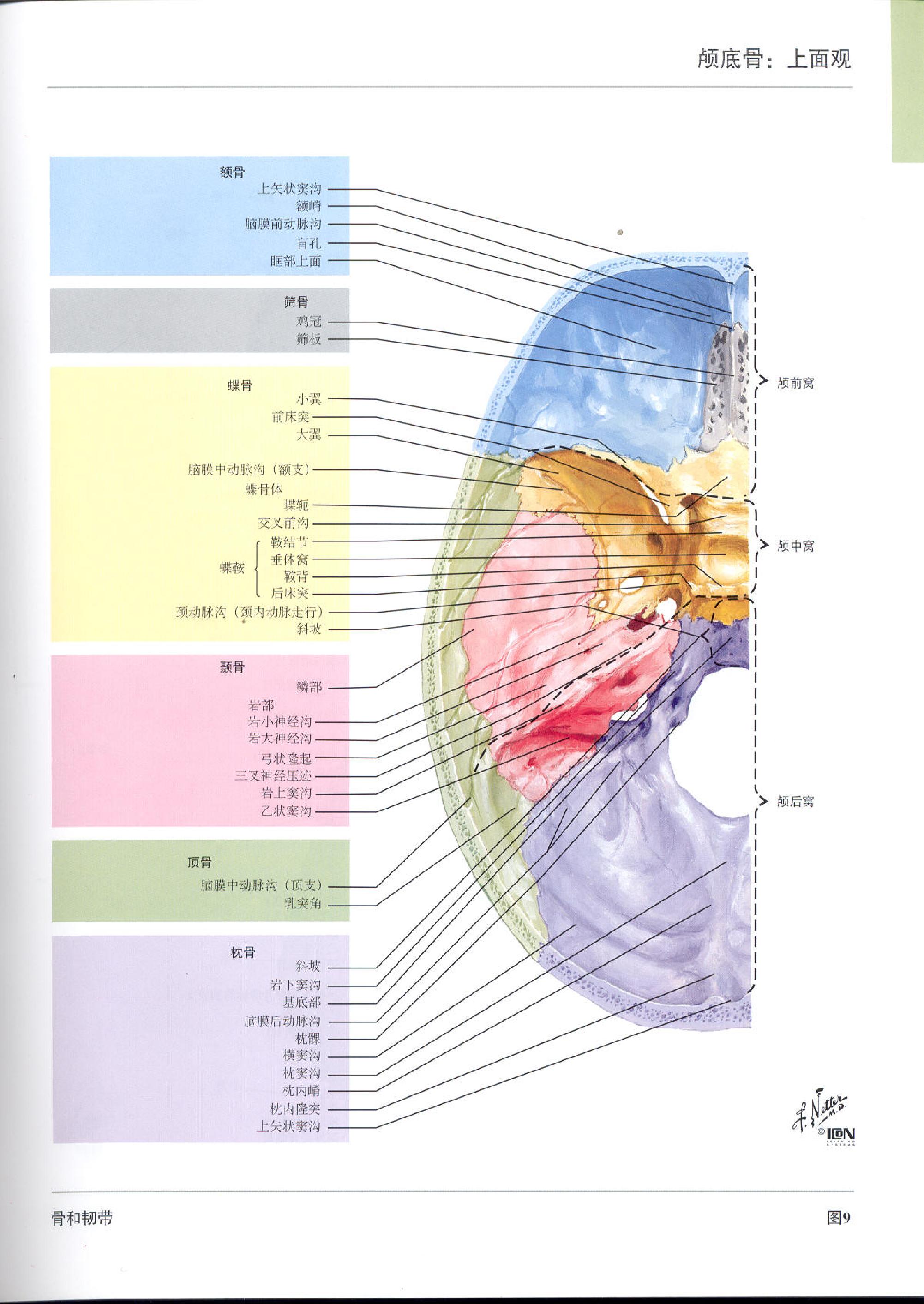 奈特人体解剖学图谱（高清彩图版）.pdf_第18页