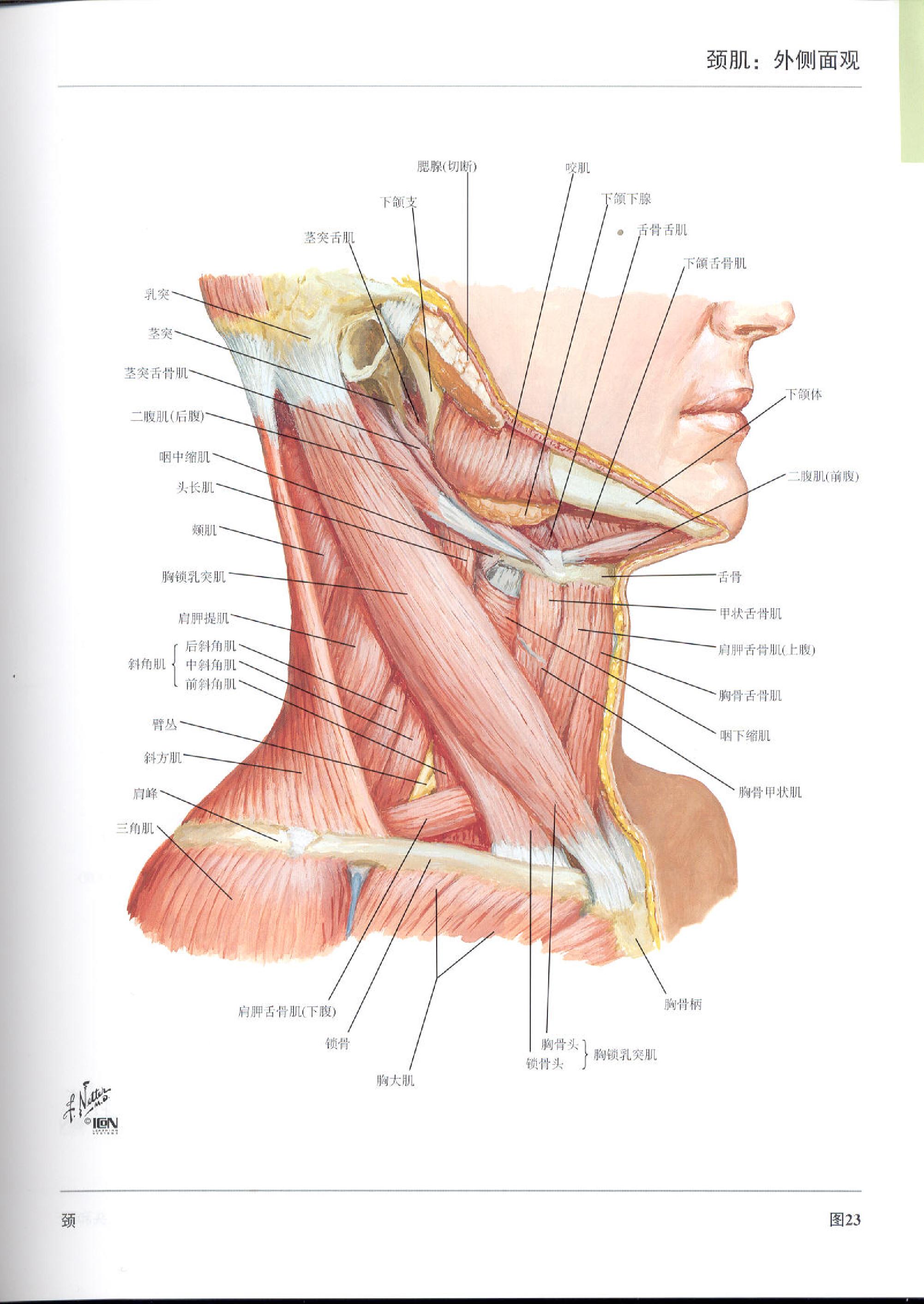 奈特人体解剖学图谱（高清彩图版）.pdf_第23页