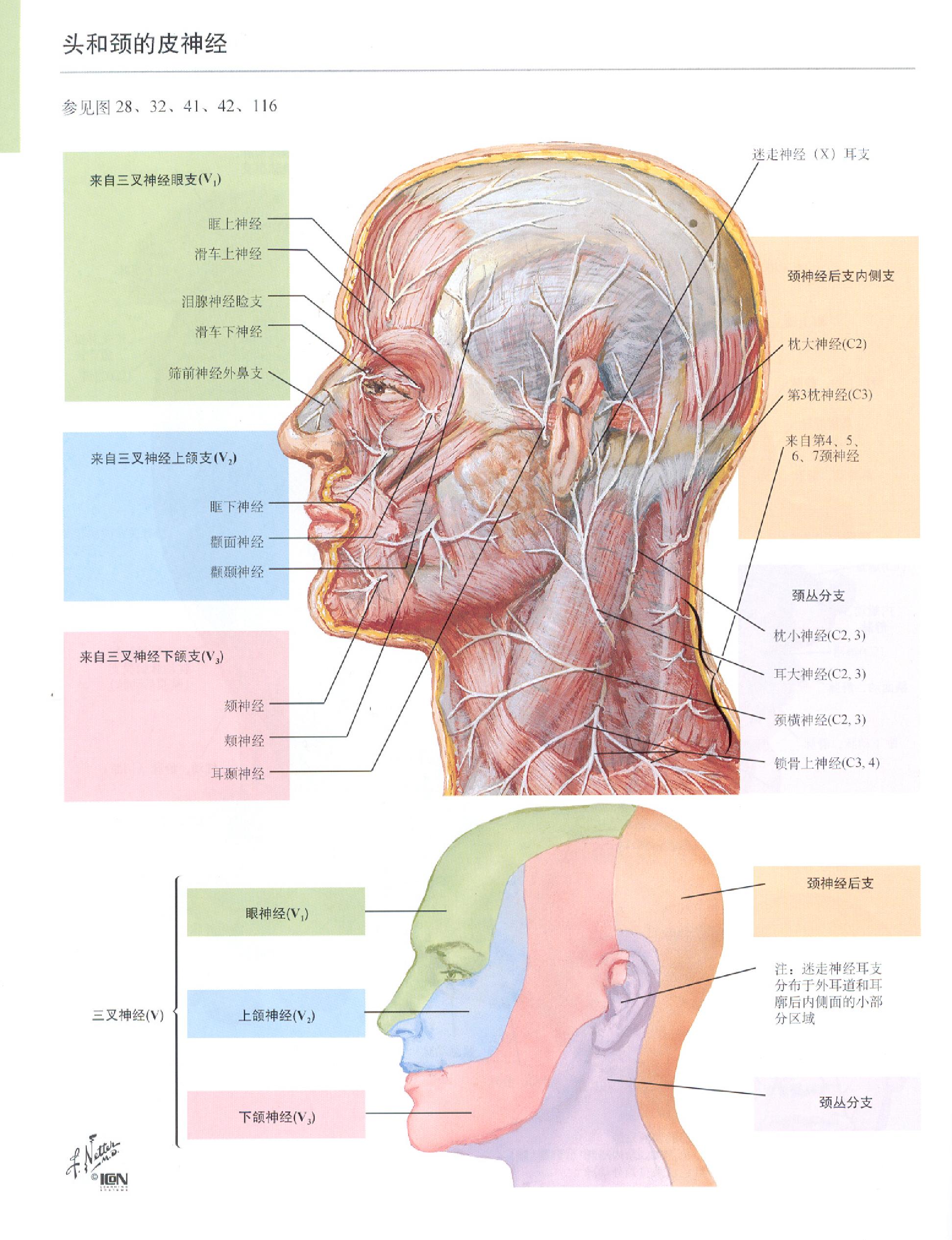 奈特人体解剖学图谱（高清彩图版）.pdf_第20页