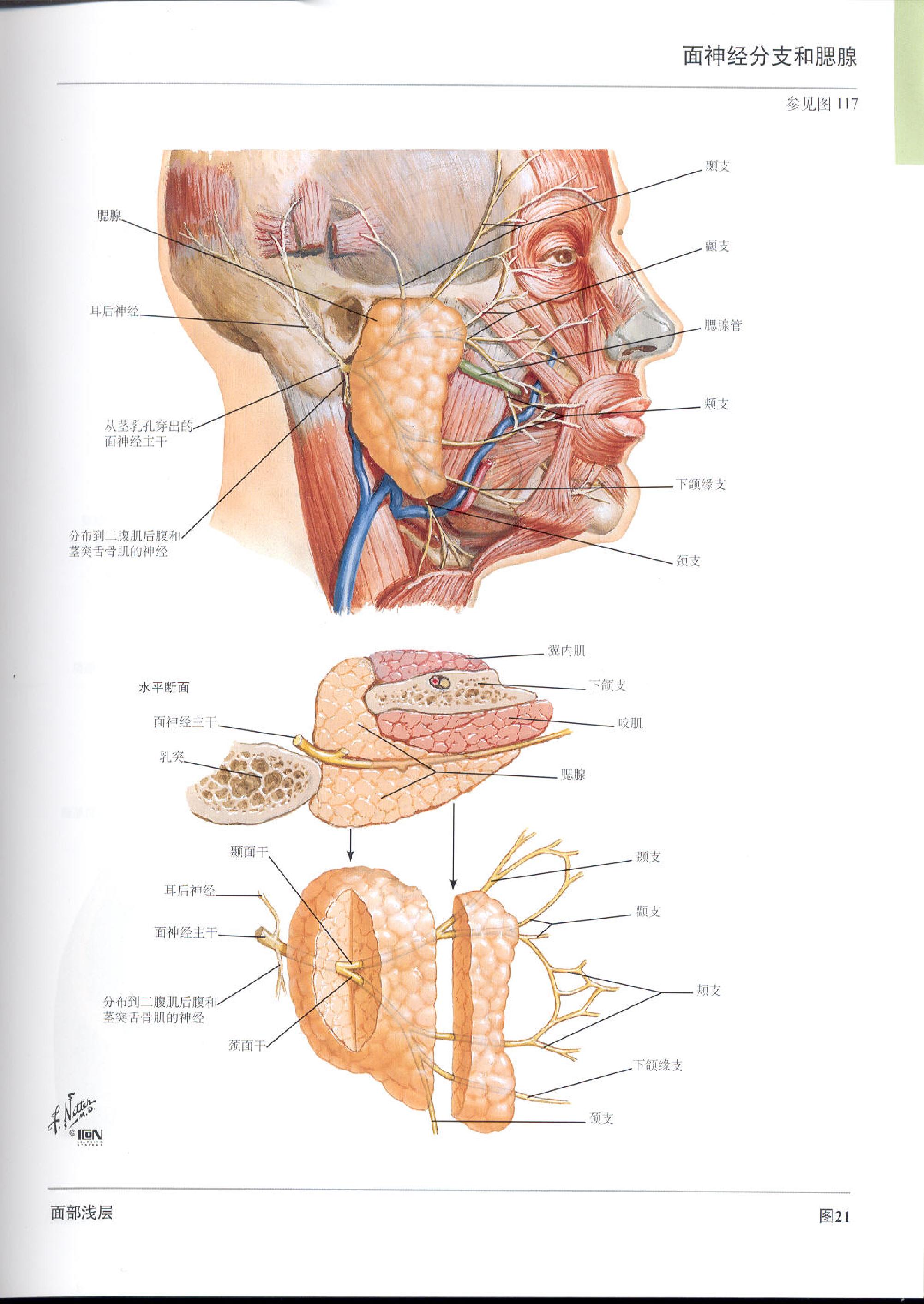 奈特人体解剖学图谱（高清彩图版）.pdf_第21页