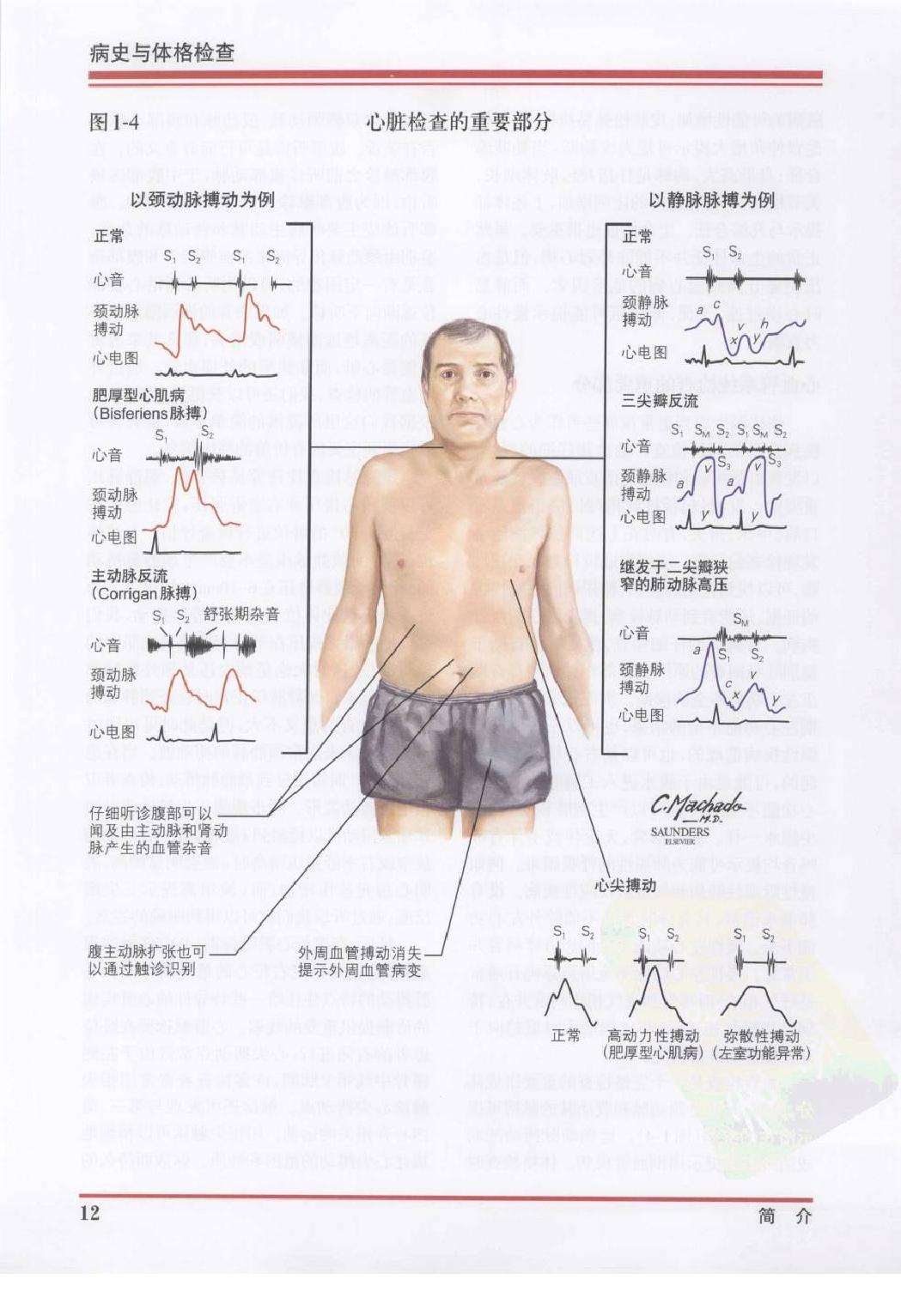 奈特心脏病学彩色图谱（高清中文版）.pdf_第20页