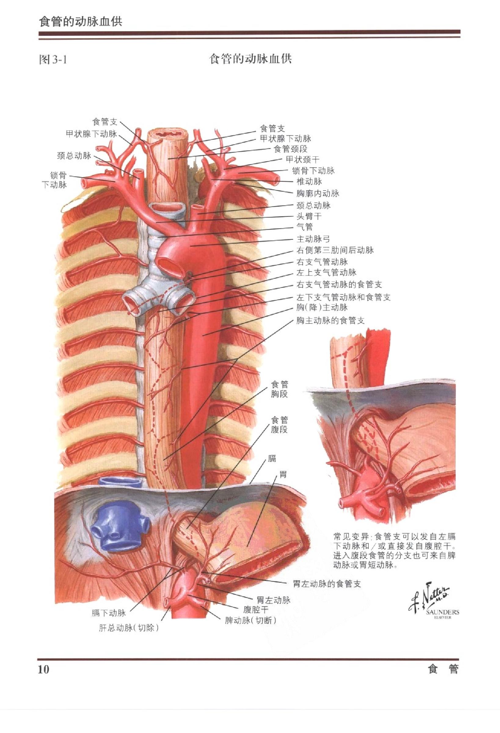 奈特消化系统疾病彩色图谱（高清中文版）.pdf_第24页