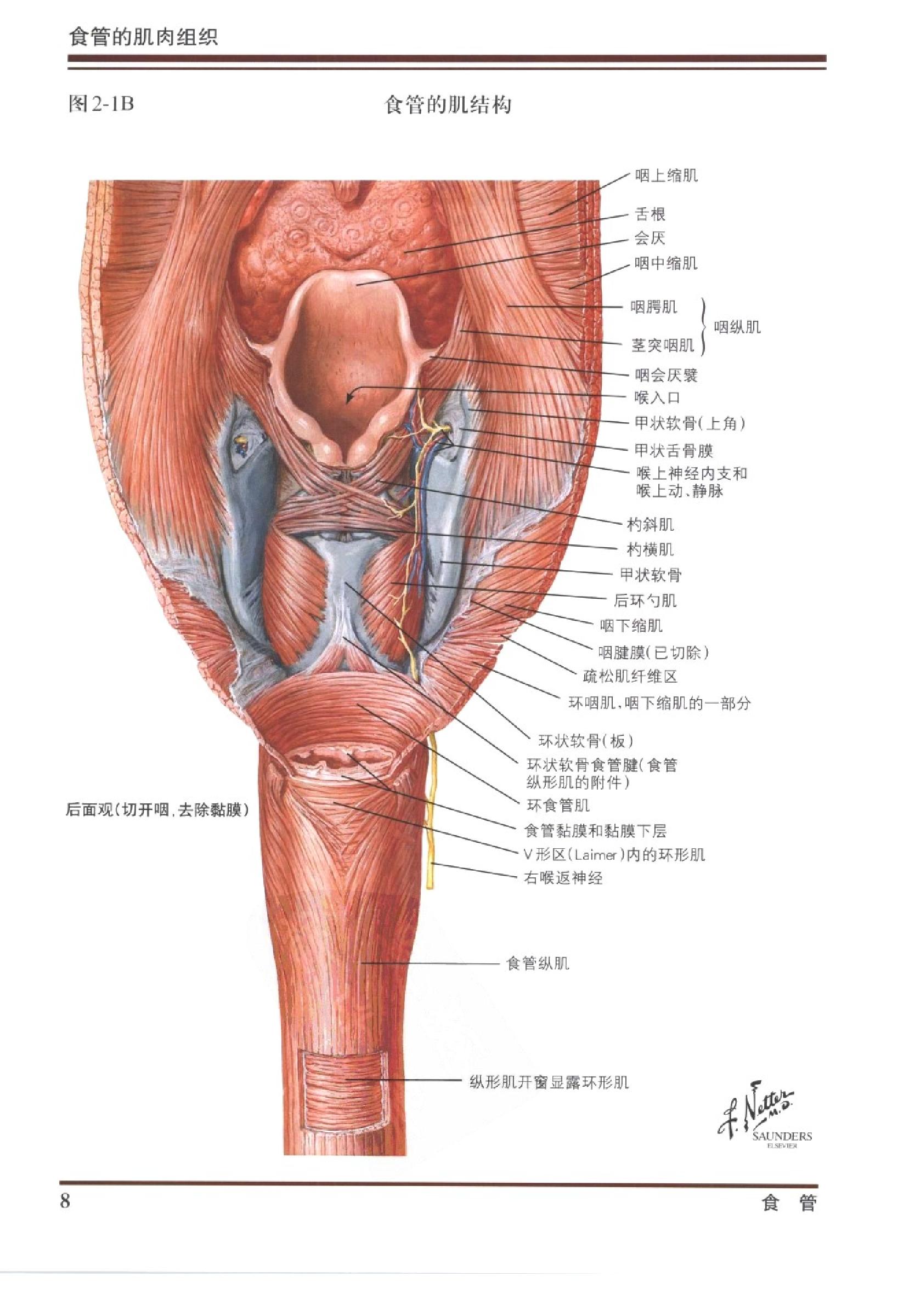 奈特消化系统疾病彩色图谱（高清中文版）.pdf_第22页