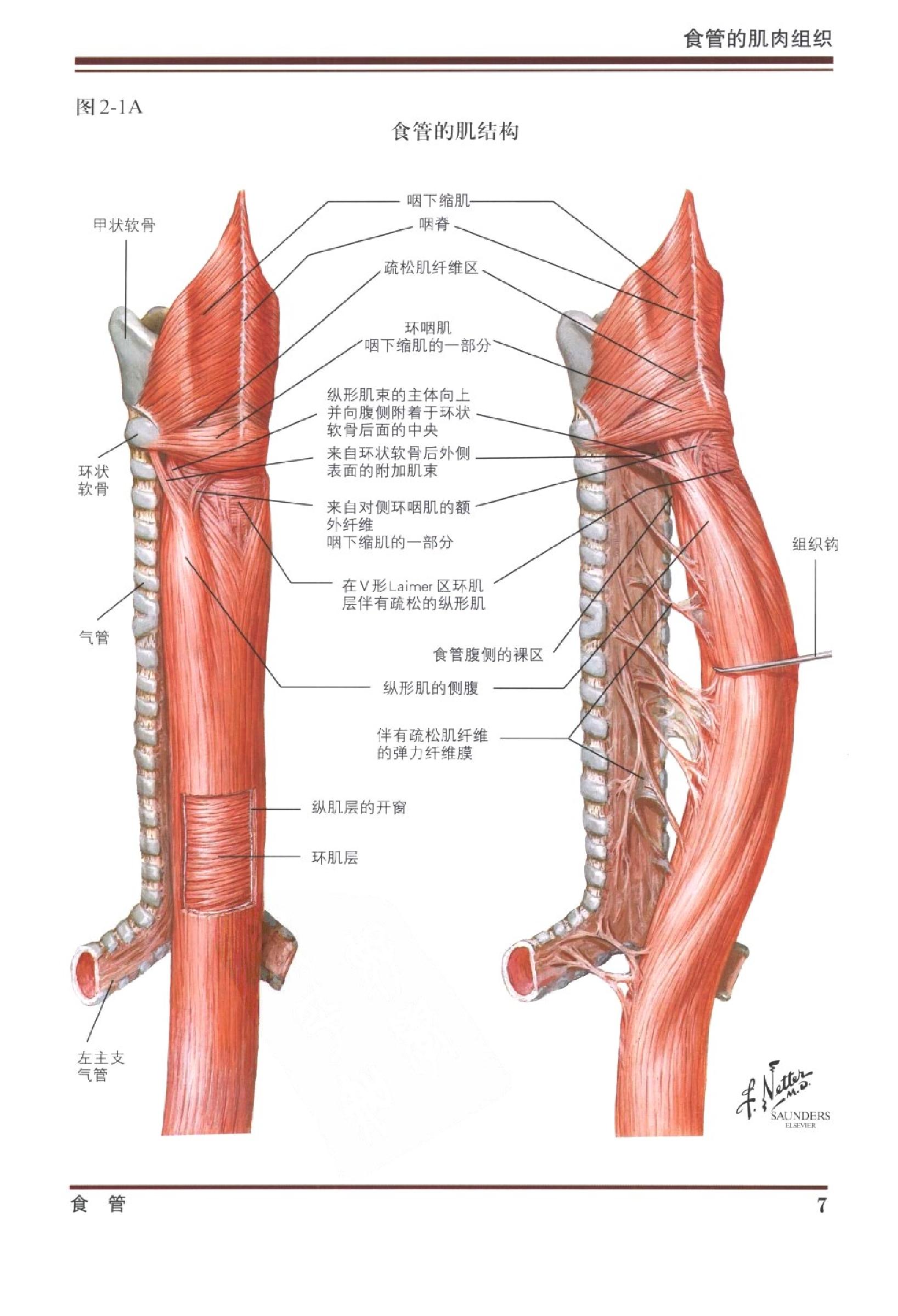 奈特消化系统疾病彩色图谱（高清中文版）.pdf_第21页