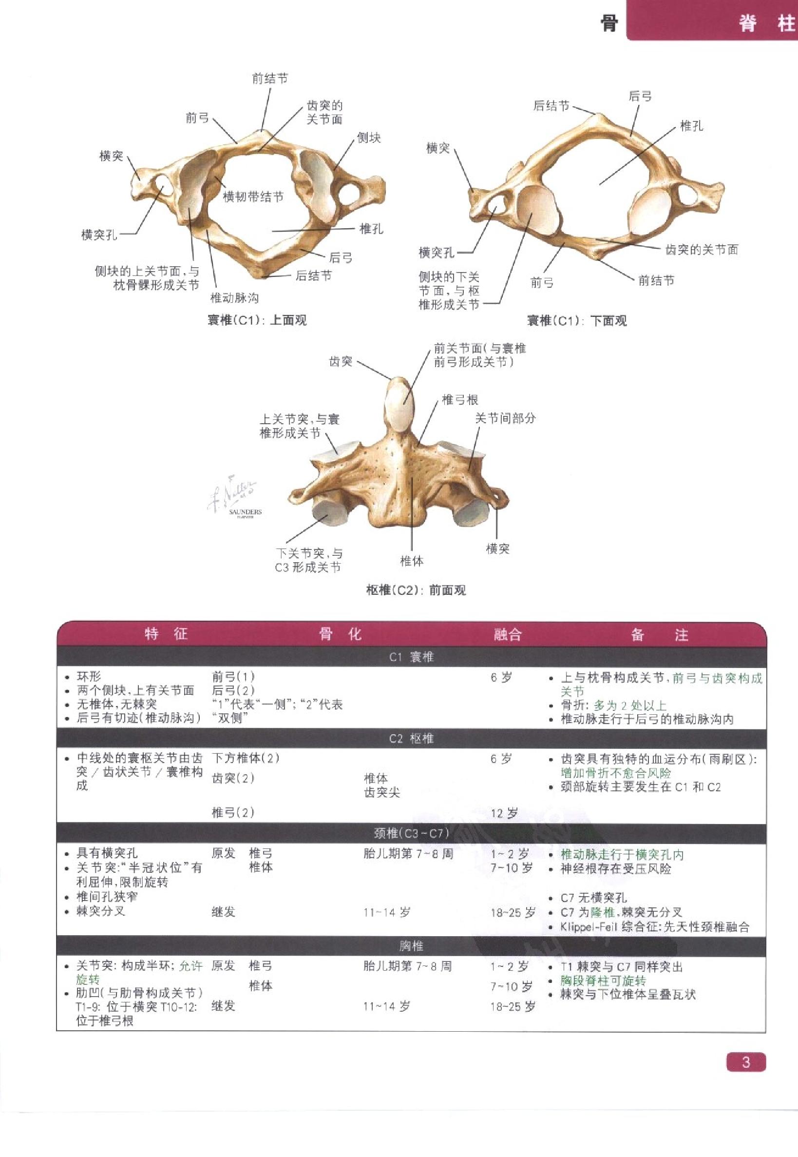 奈特简明骨科学彩色图谱（高清中文版）.pdf_第11页