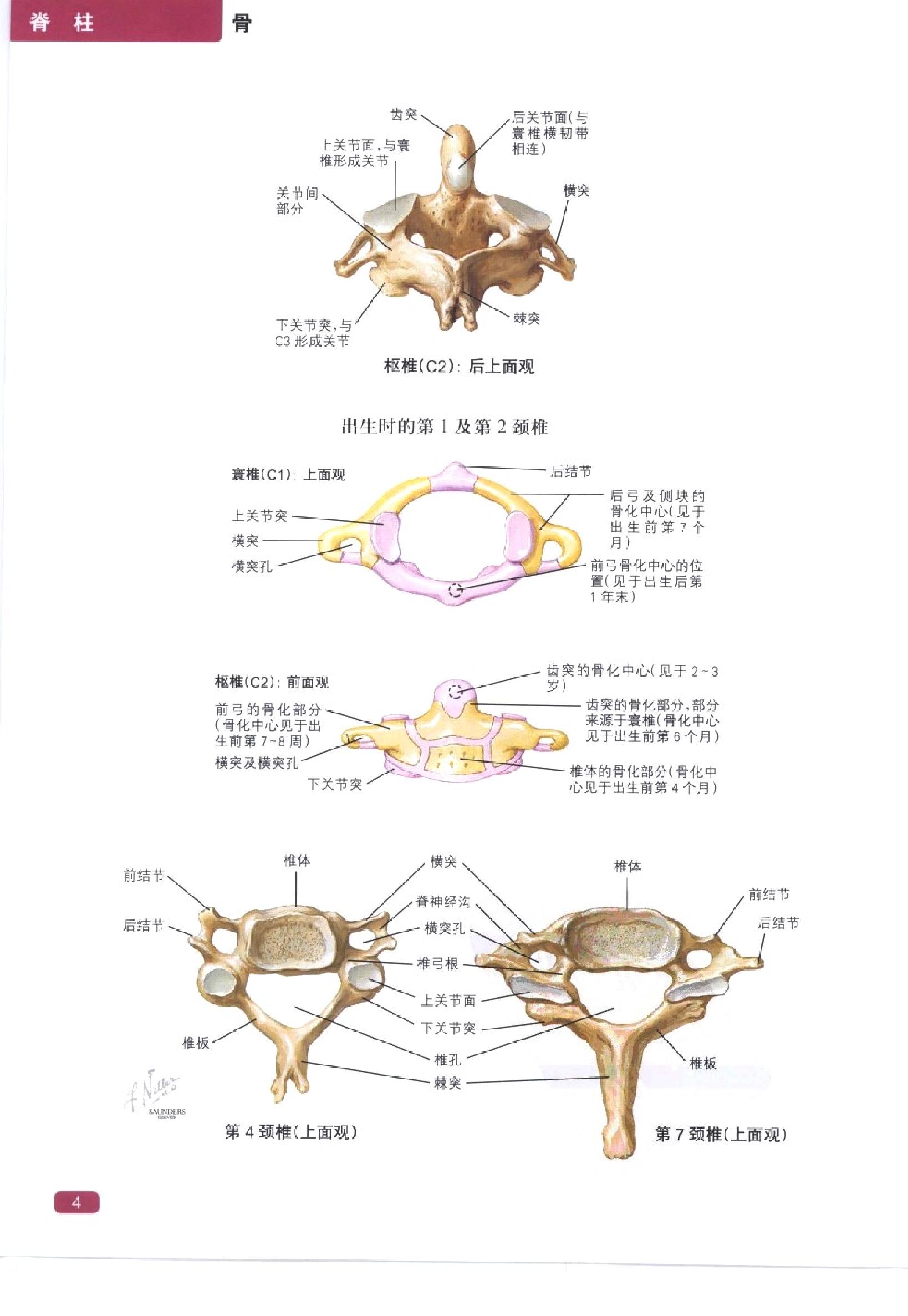 奈特简明骨科学彩色图谱（高清中文版）.pdf_第12页