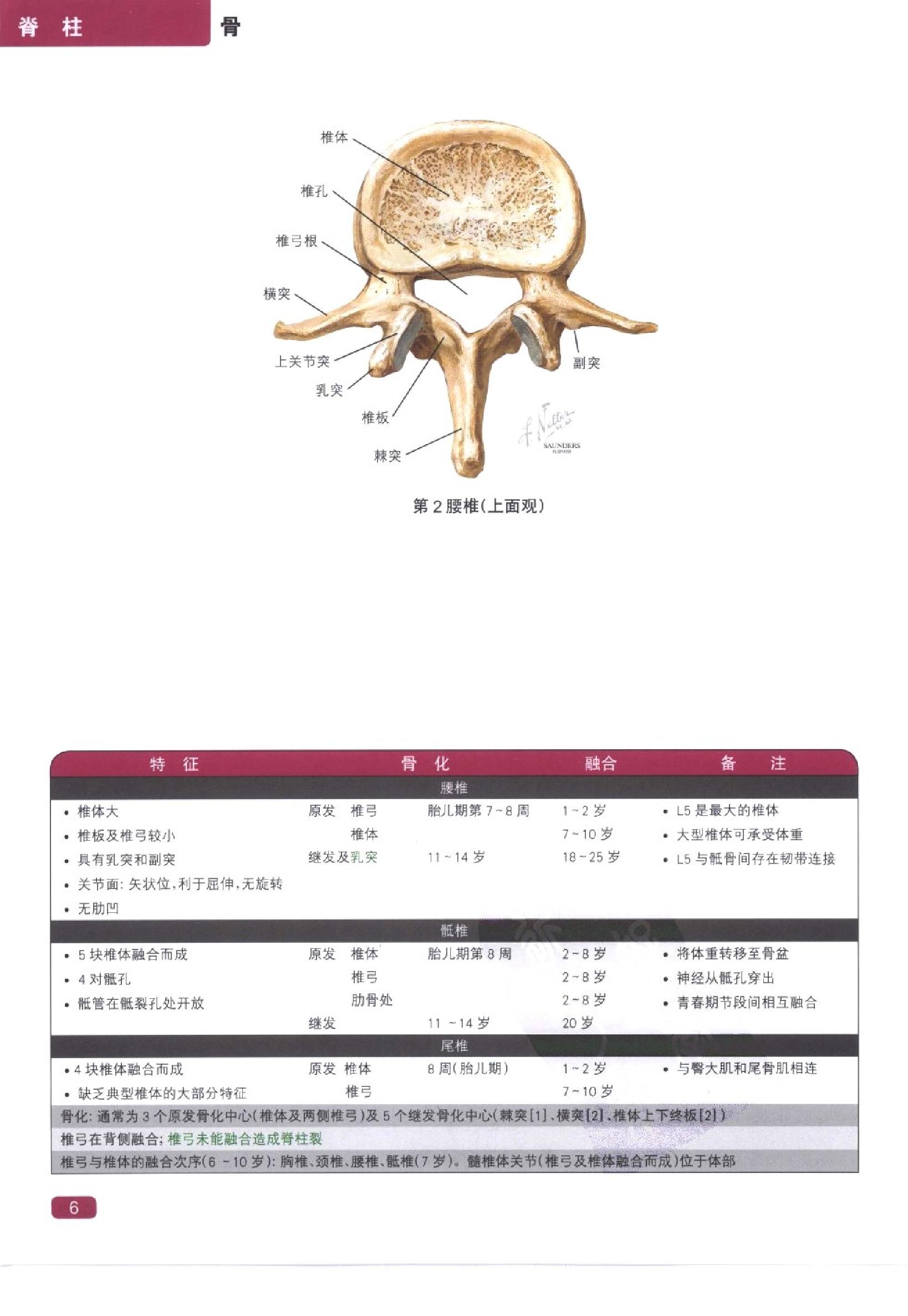 奈特简明骨科学彩色图谱（高清中文版）.pdf_第14页