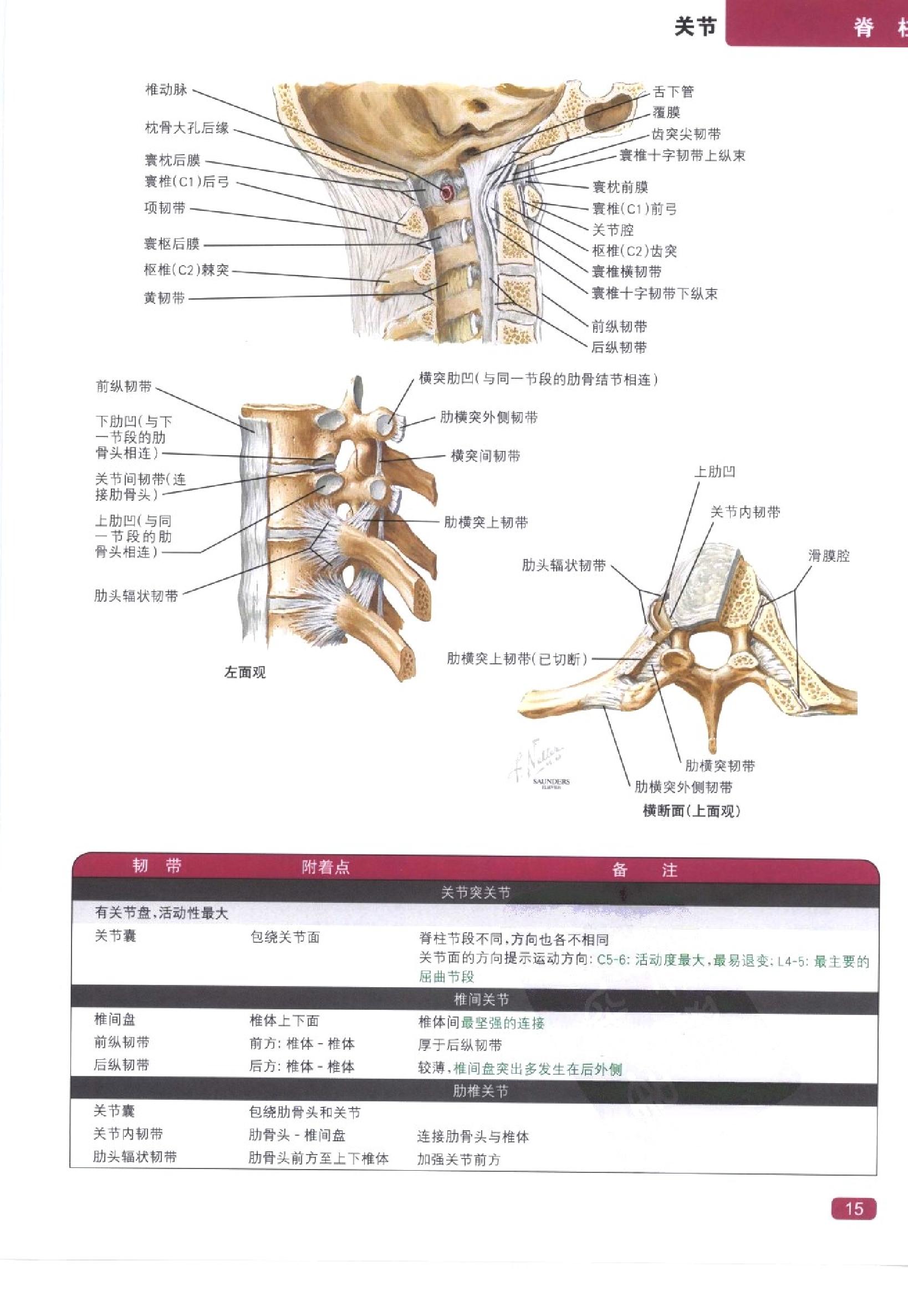 奈特简明骨科学彩色图谱（高清中文版）.pdf_第23页