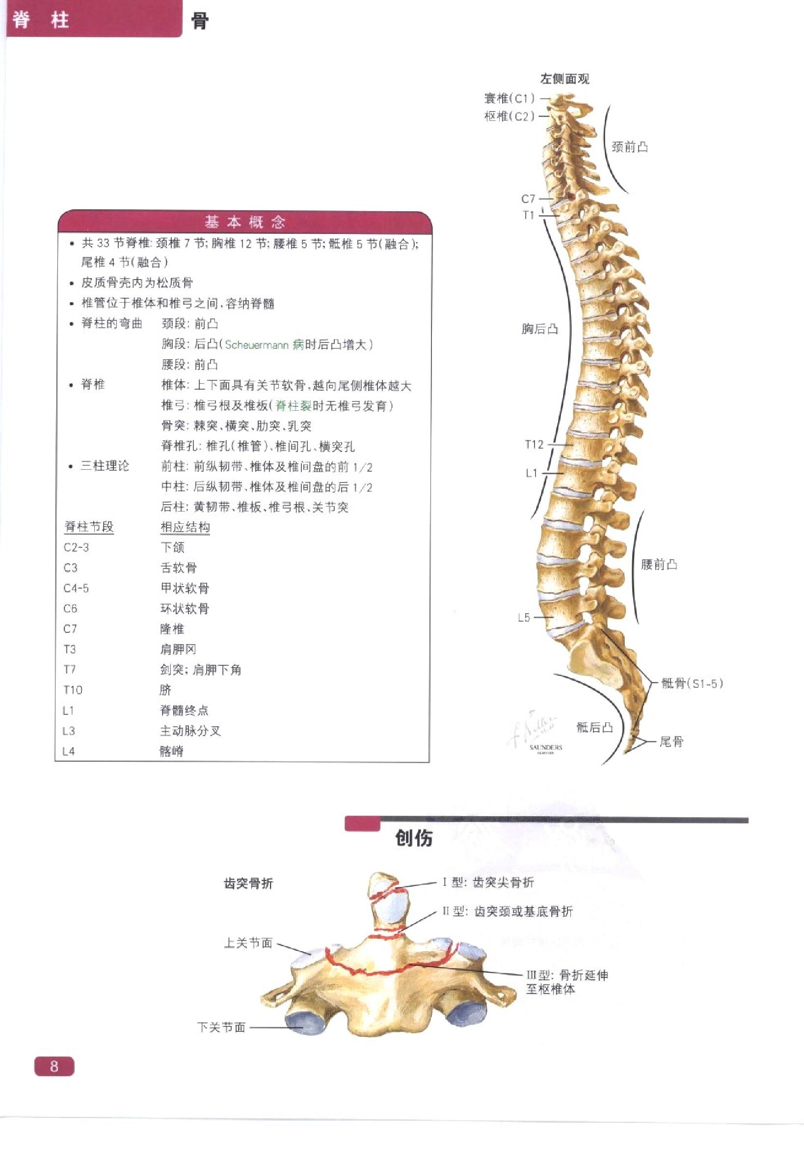 奈特简明骨科学彩色图谱（高清中文版）.pdf_第16页