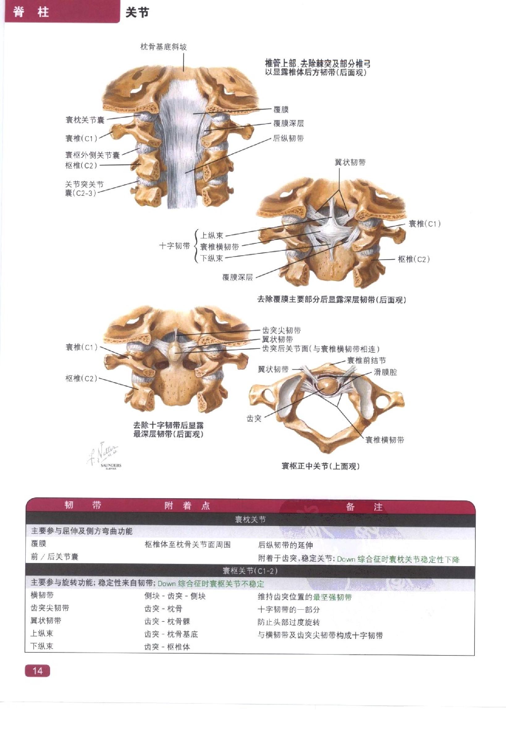 奈特简明骨科学彩色图谱（高清中文版）.pdf_第22页