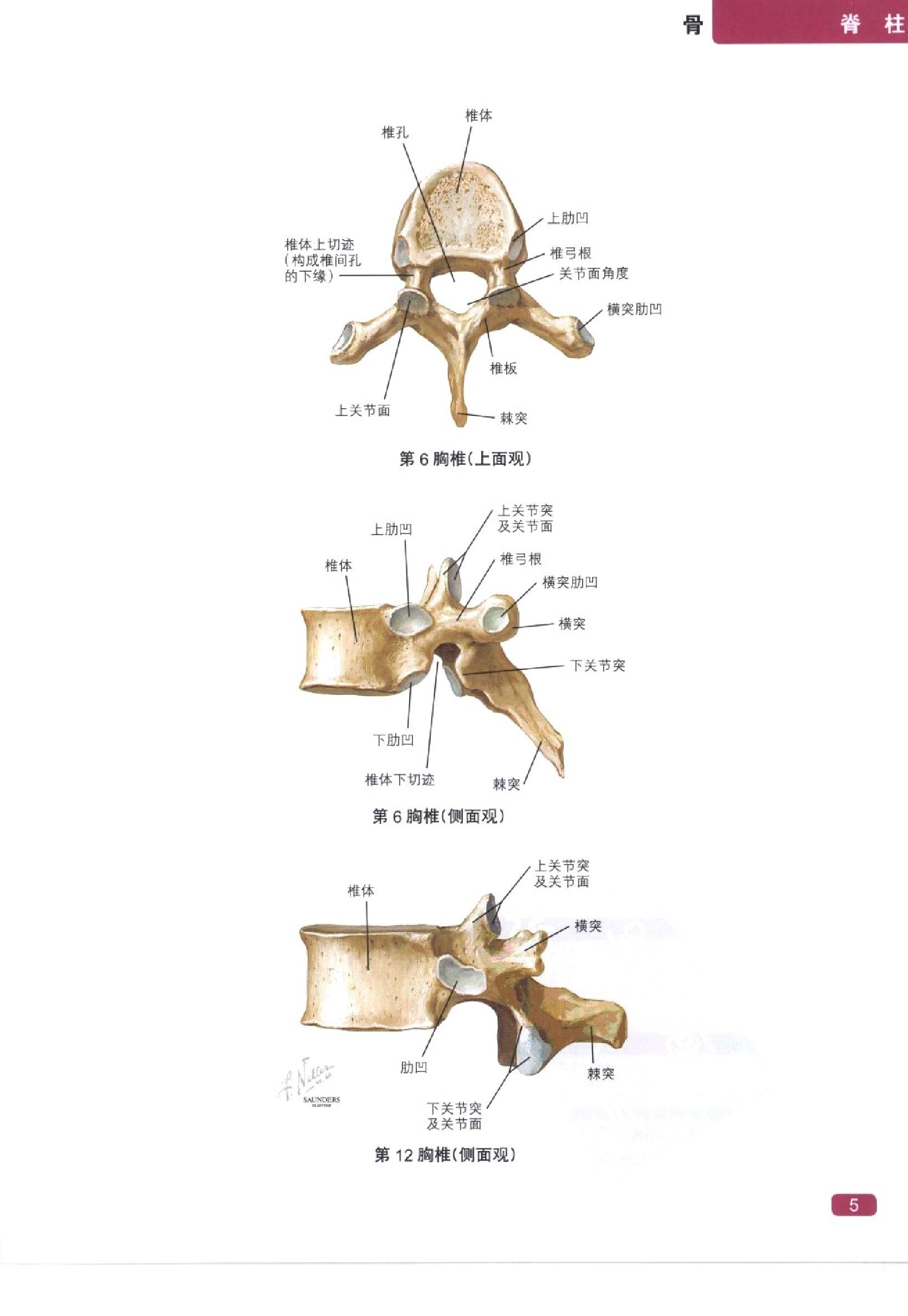 奈特简明骨科学彩色图谱（高清中文版）.pdf_第13页