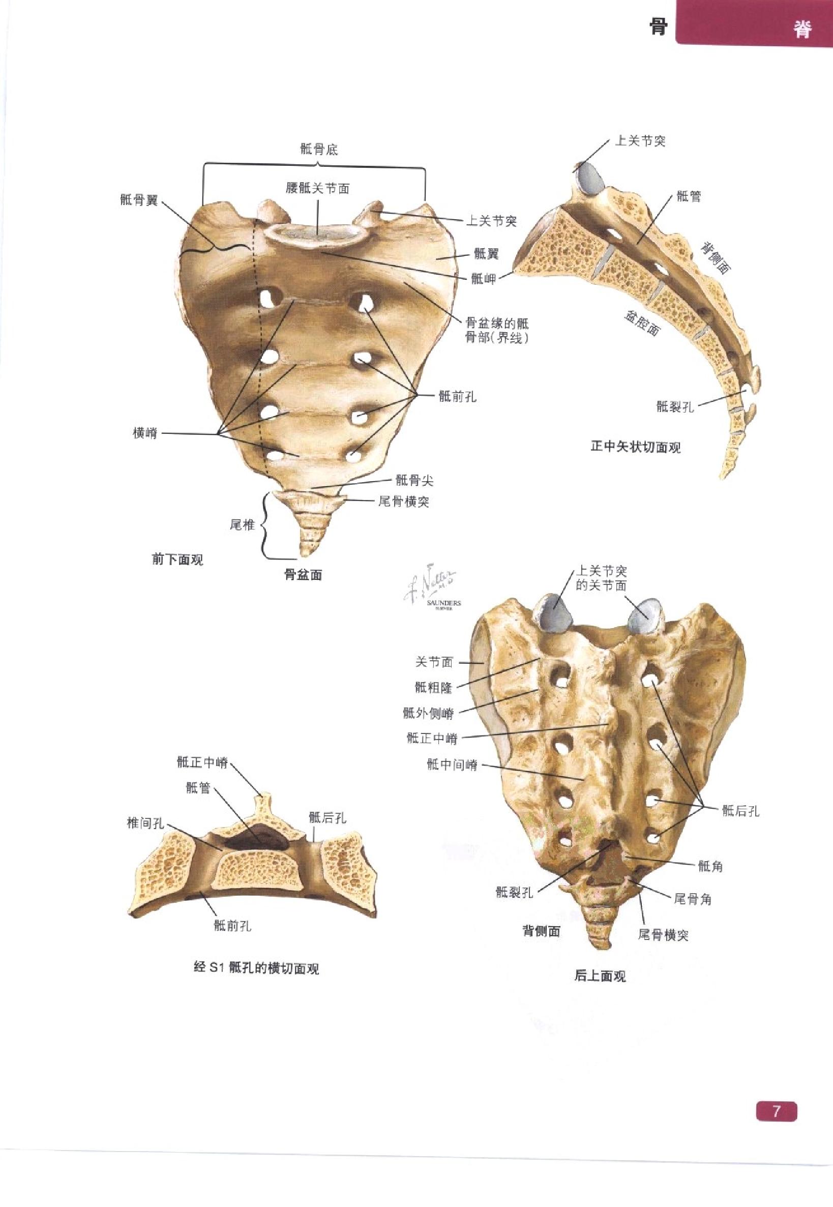 奈特简明骨科学彩色图谱（高清中文版）.pdf_第15页