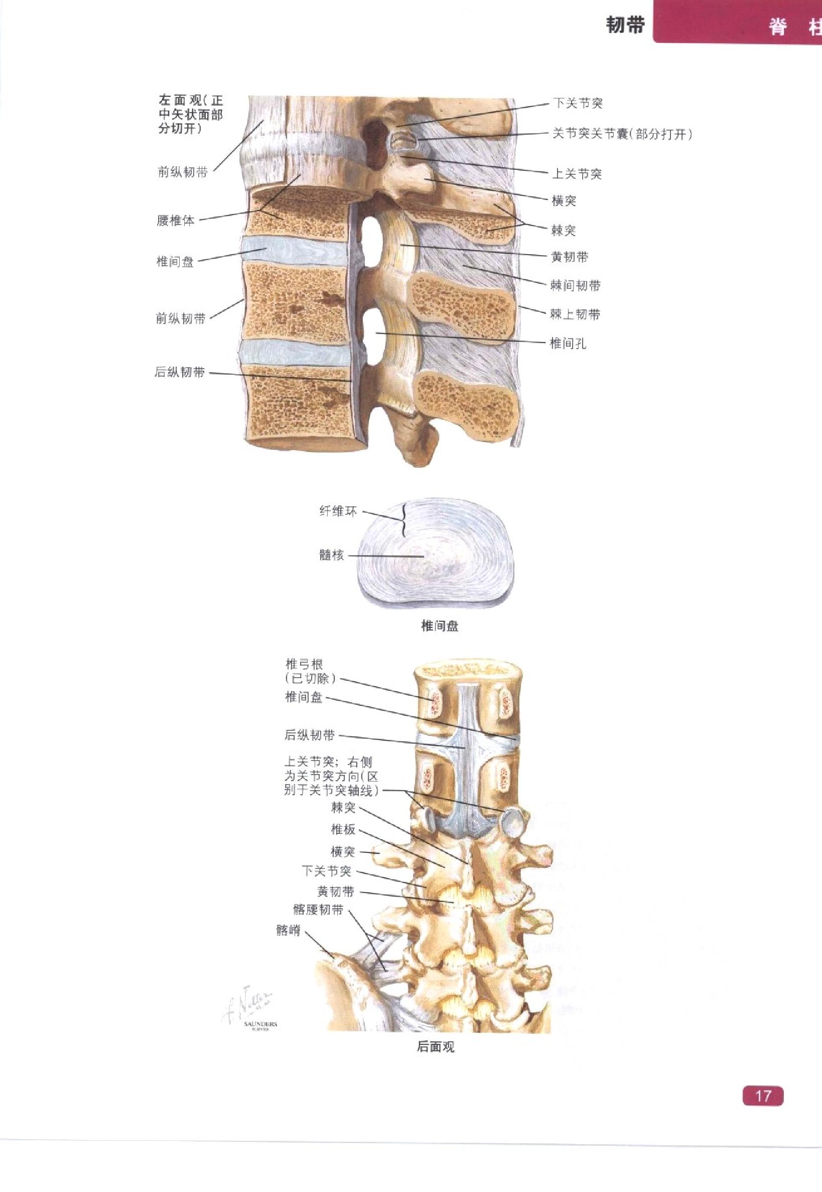 奈特简明骨科学彩色图谱（高清中文版）.pdf_第25页