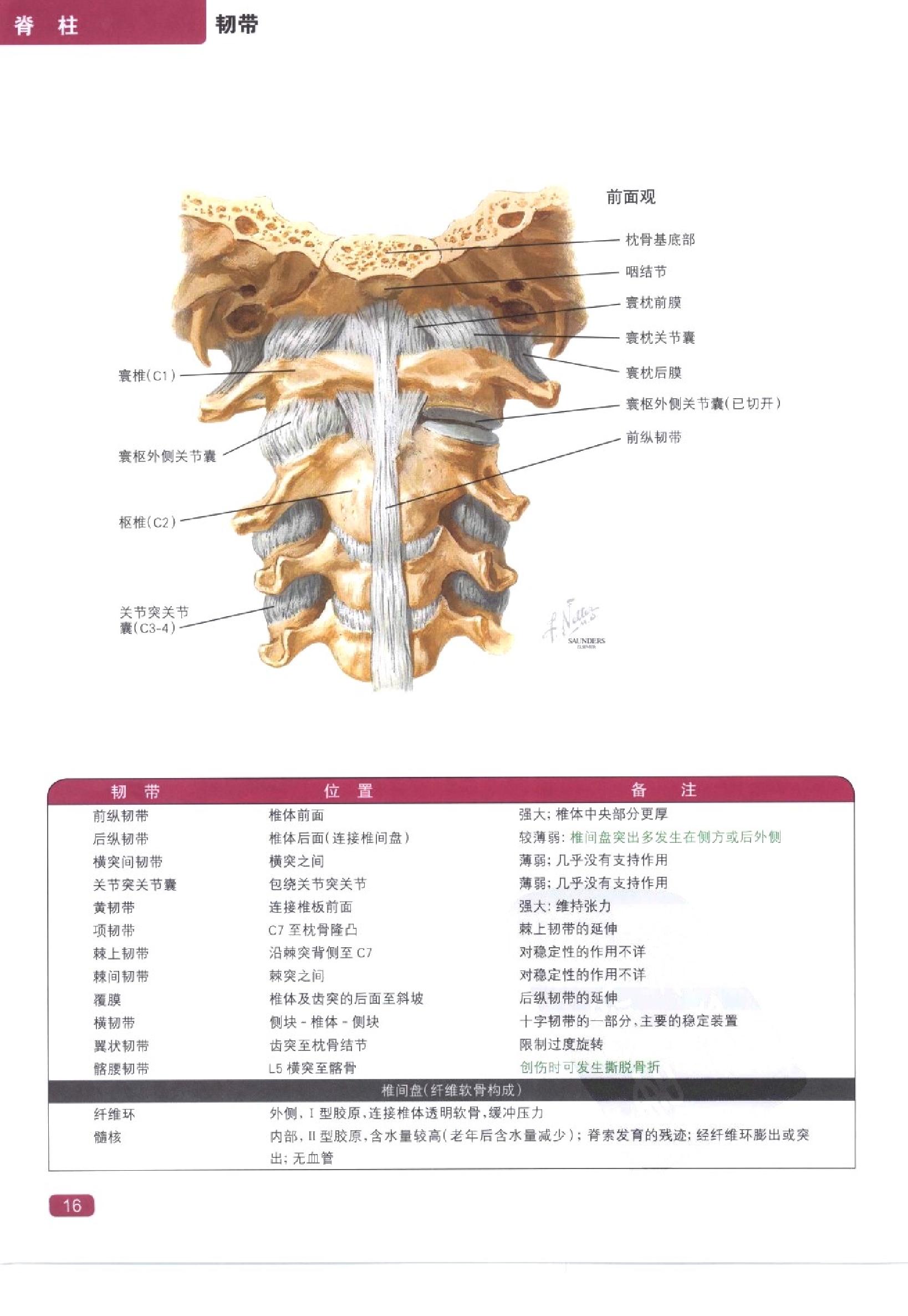 奈特简明骨科学彩色图谱（高清中文版）.pdf_第24页