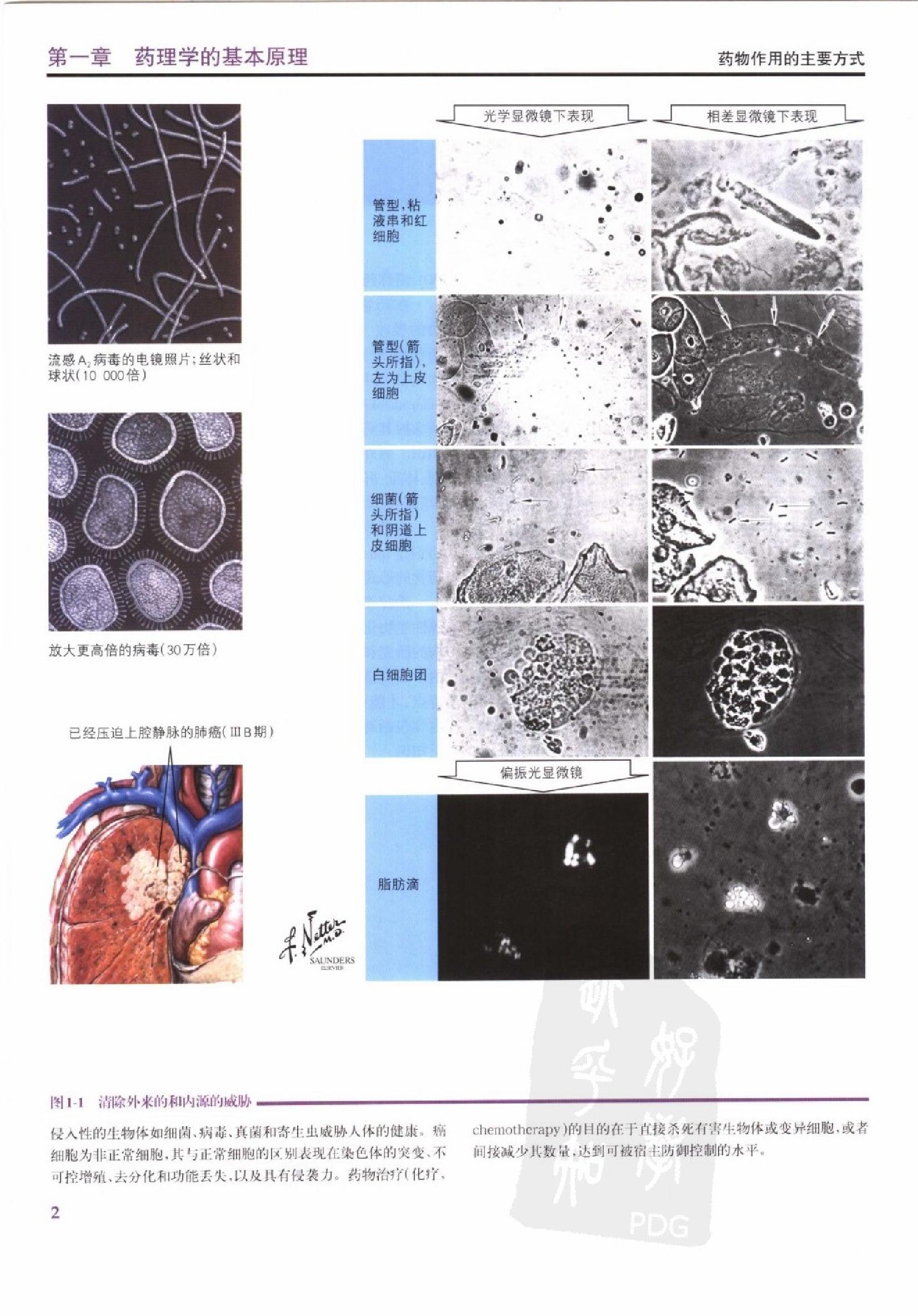奈特药理学彩色图谱（高清中文版）.pdf_第22页
