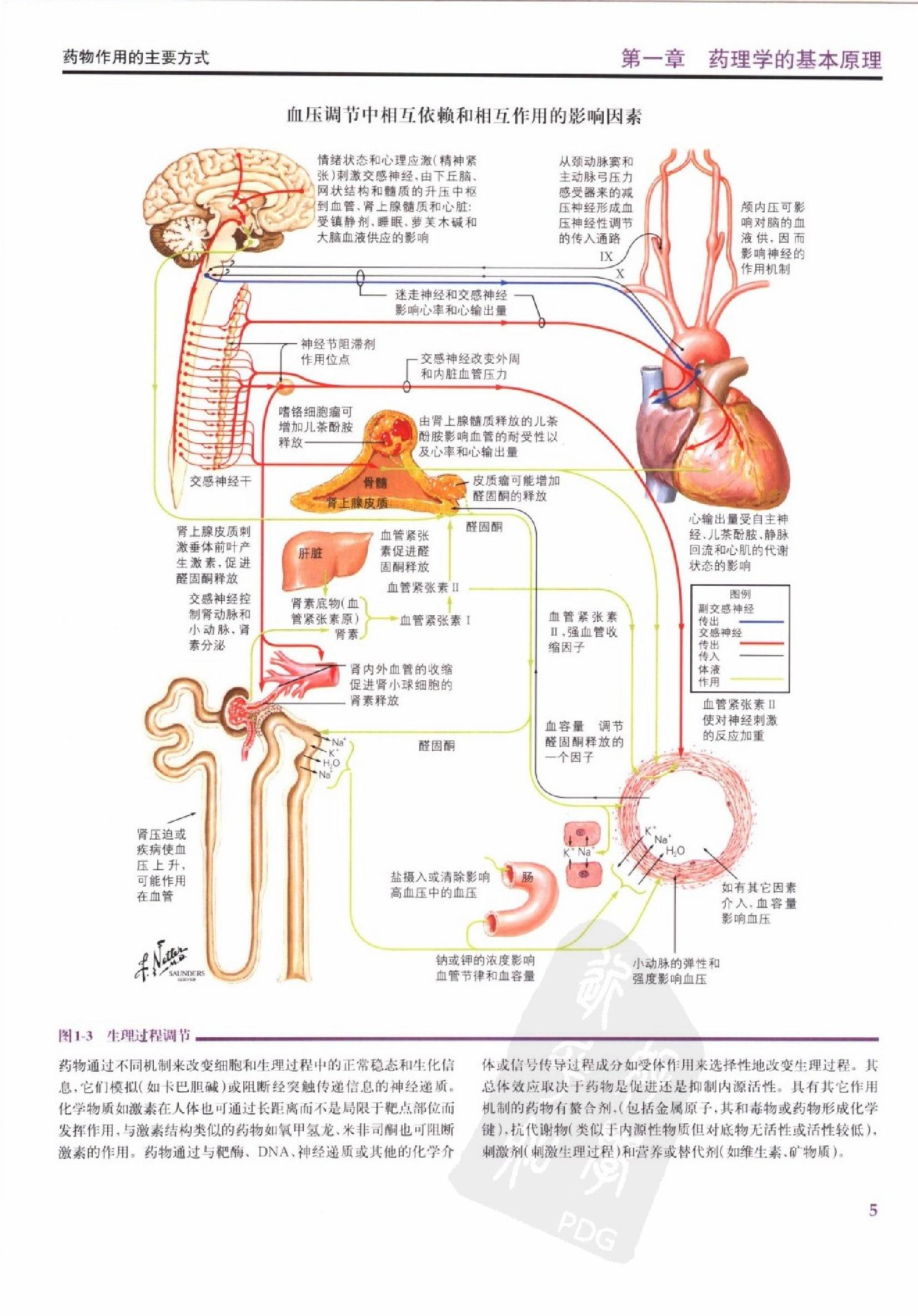 奈特药理学彩色图谱（高清中文版）.pdf_第25页