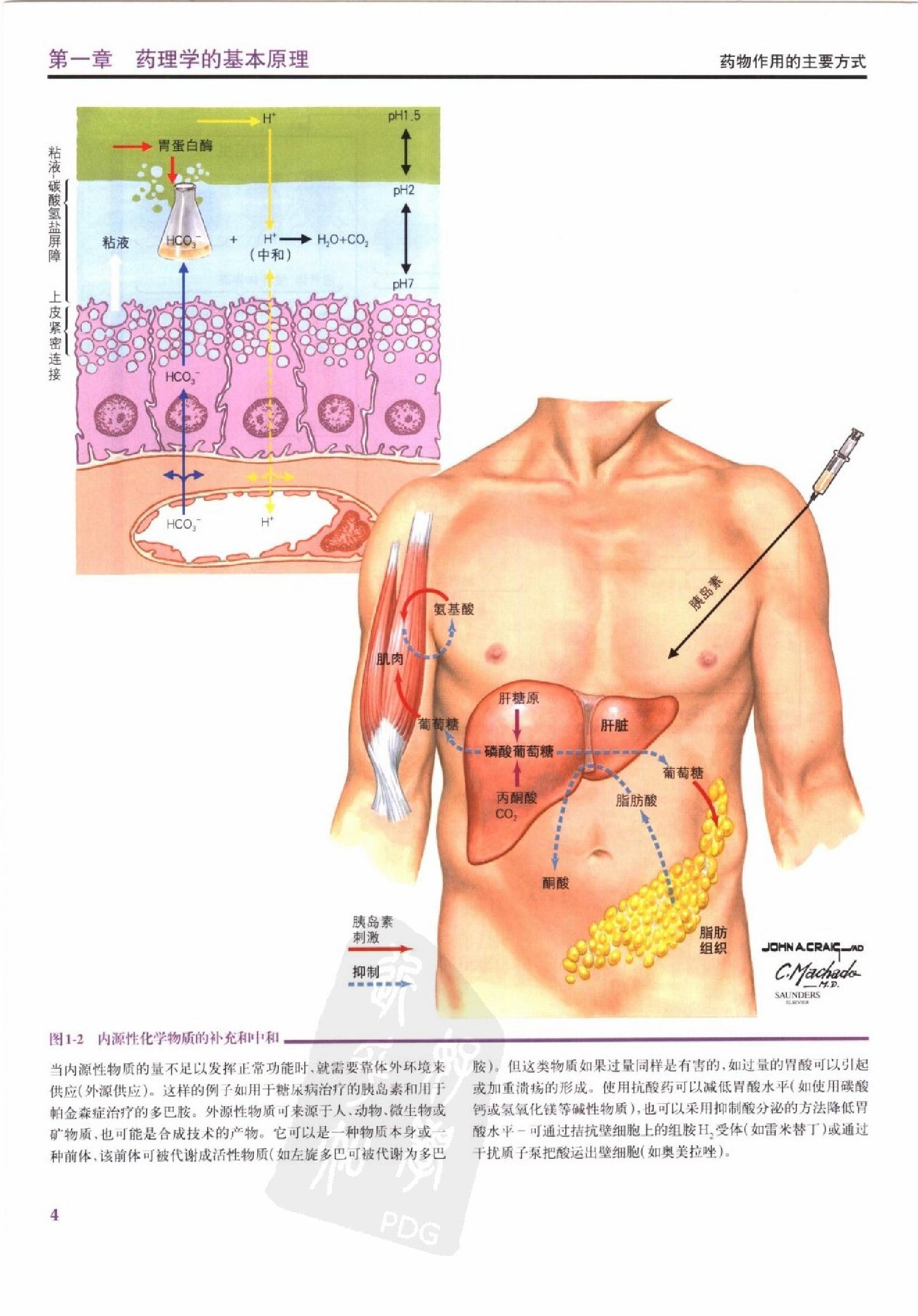 奈特药理学彩色图谱（高清中文版）.pdf_第24页