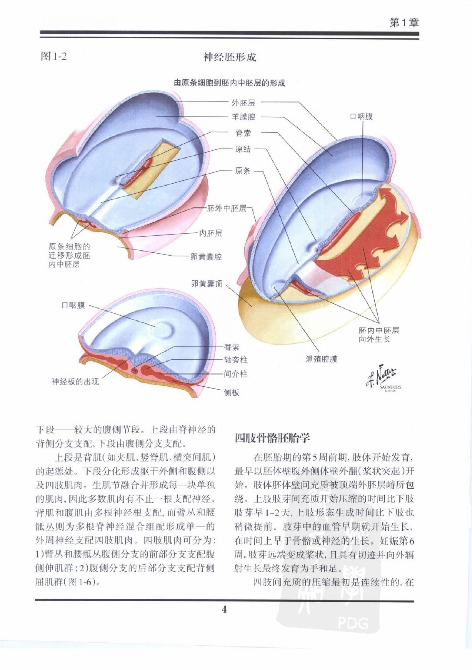 奈特骨科疾病彩色图谱（高清中文版）.pdf_第8页