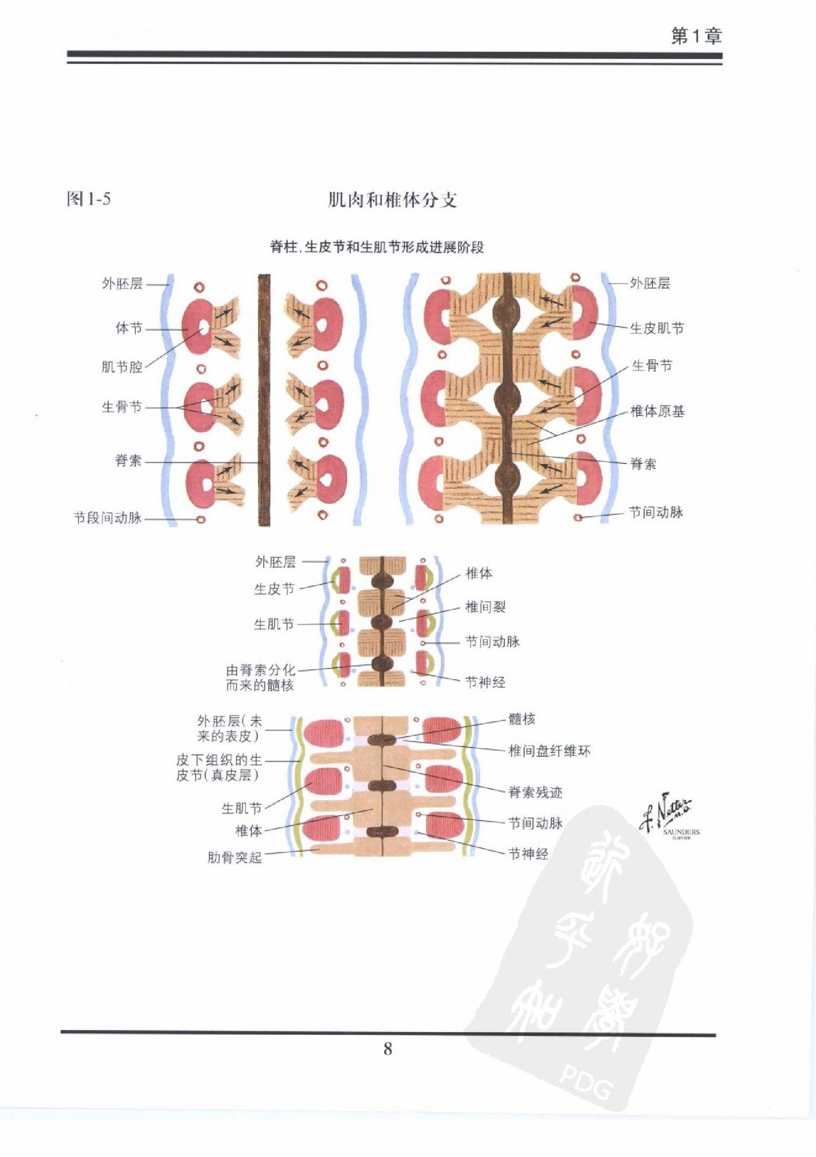 奈特骨科疾病彩色图谱（高清中文版）.pdf_第12页