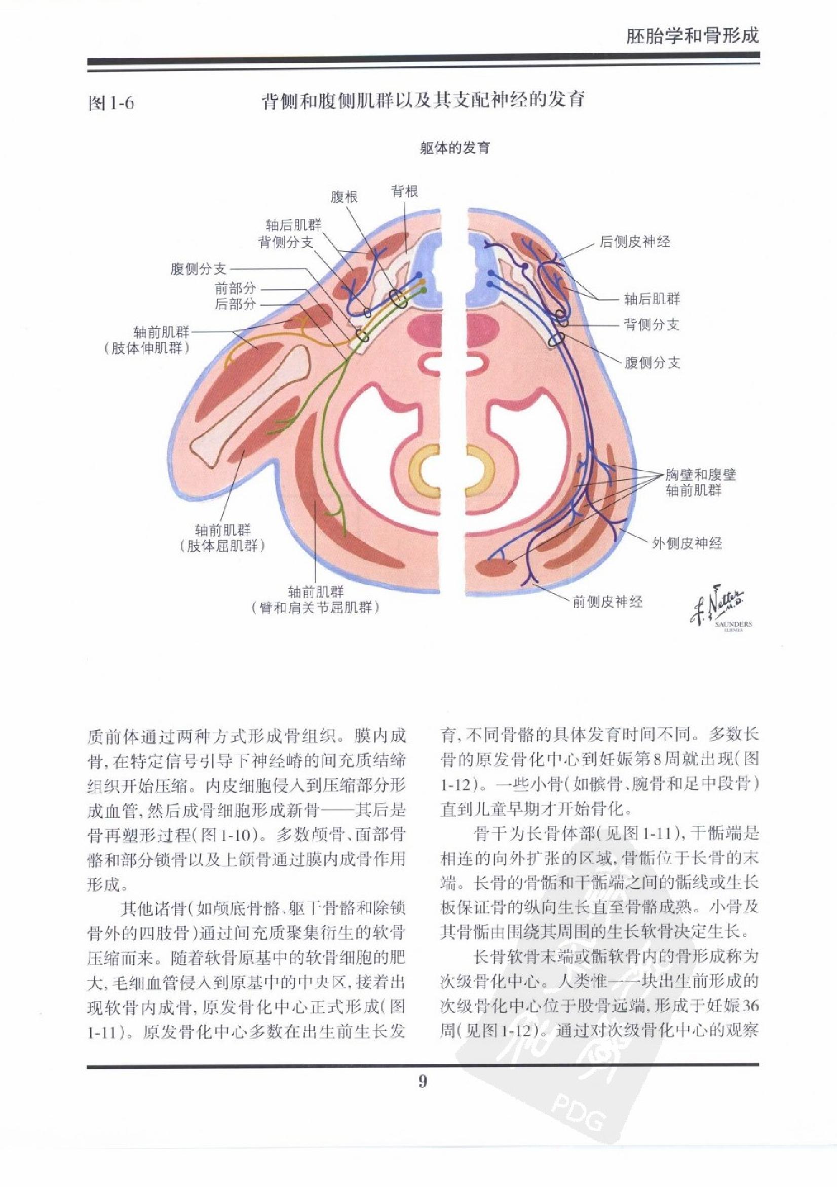 奈特骨科疾病彩色图谱（高清中文版）.pdf_第13页