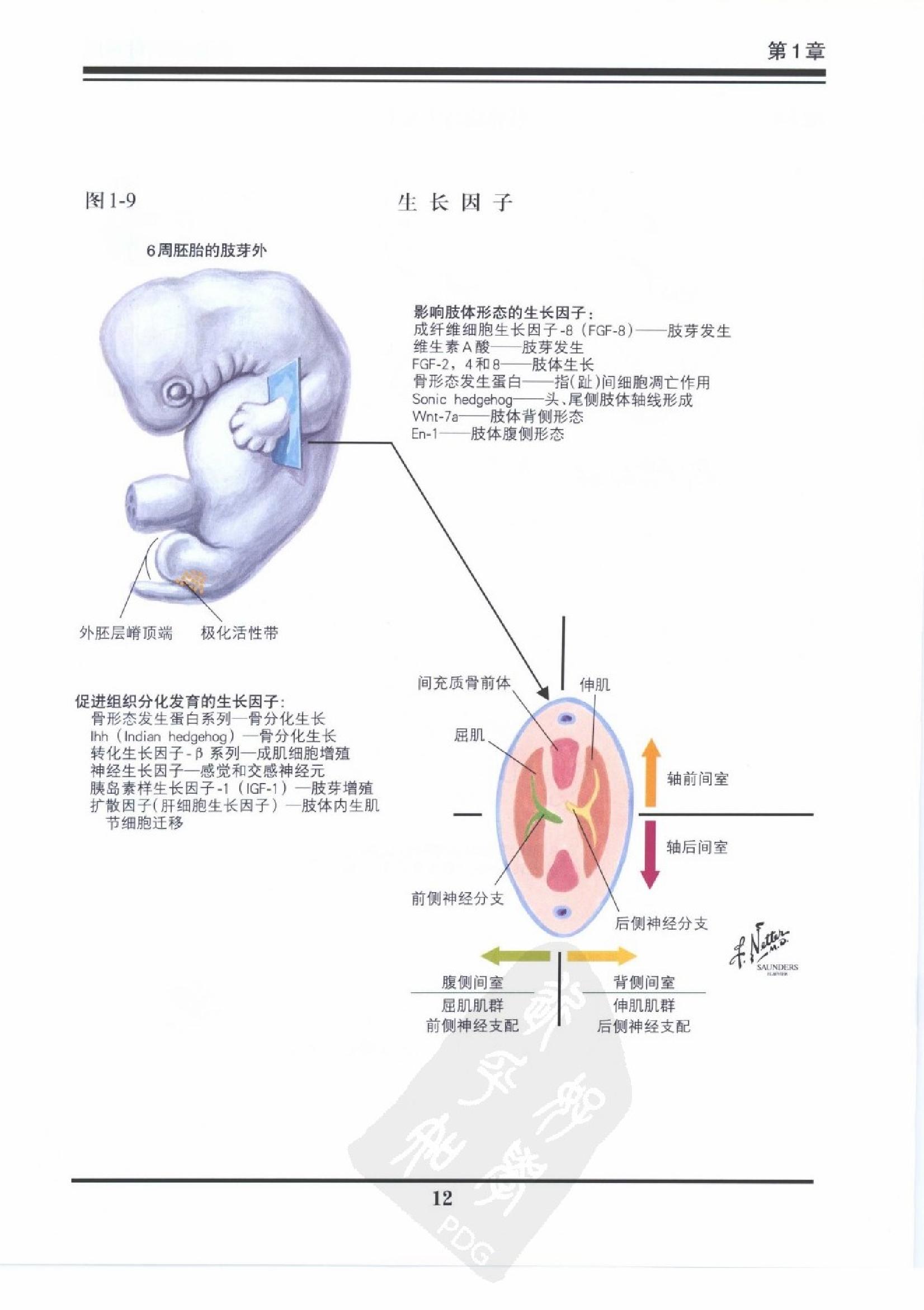 奈特骨科疾病彩色图谱（高清中文版）.pdf_第16页