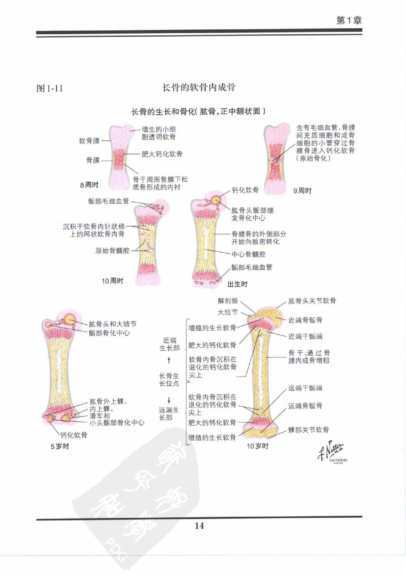 奈特骨科疾病彩色图谱（高清中文版）.pdf_第18页