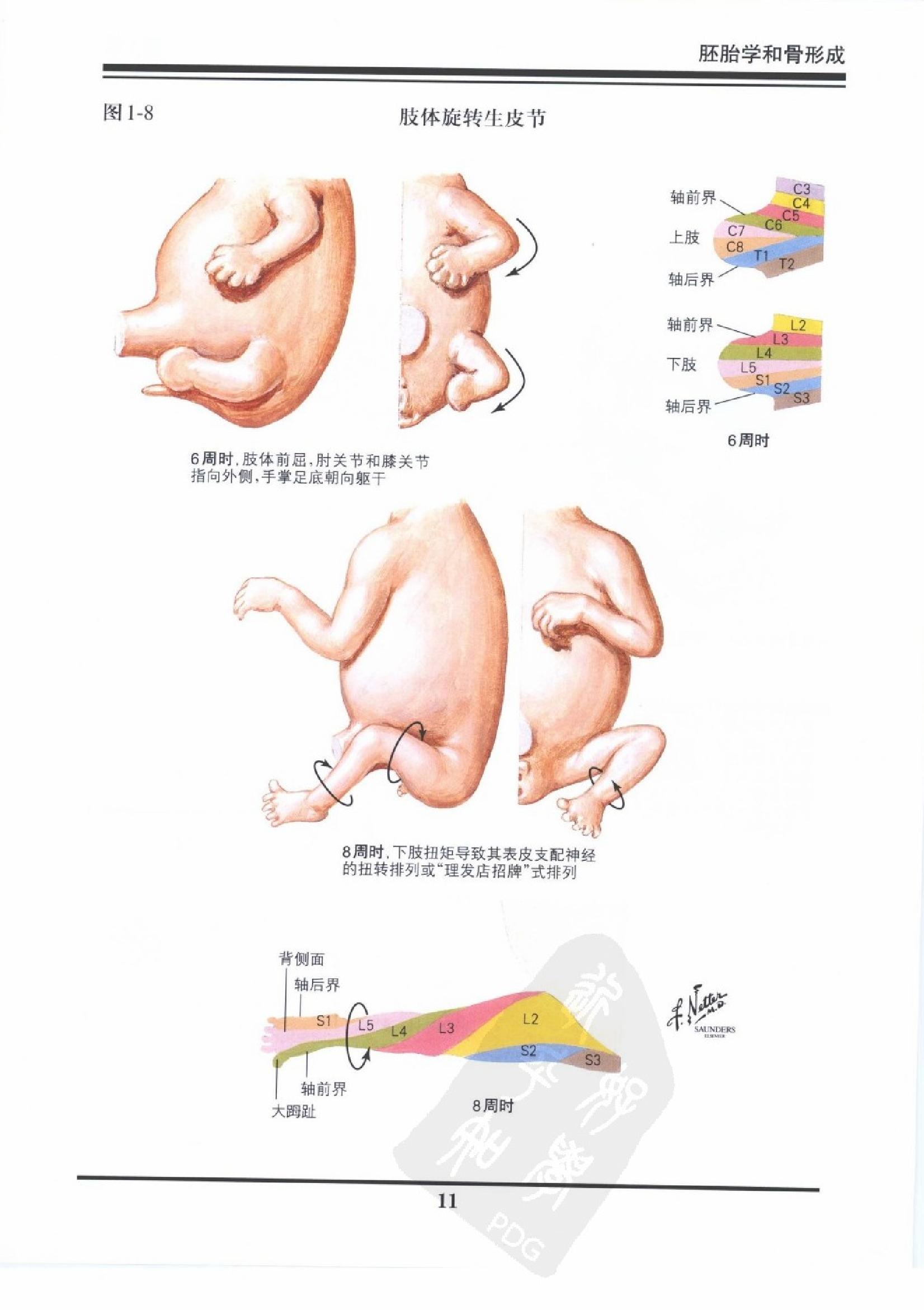 奈特骨科疾病彩色图谱（高清中文版）.pdf_第15页