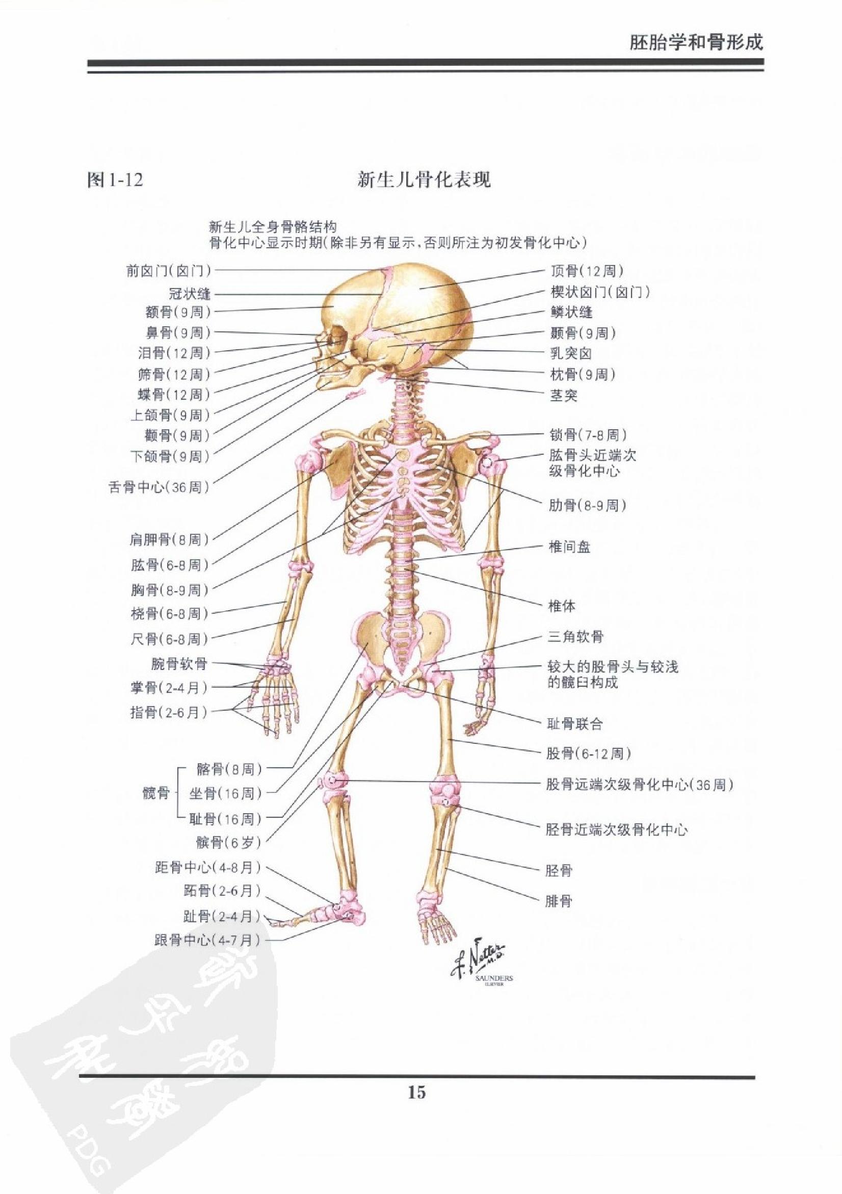 奈特骨科疾病彩色图谱（高清中文版）.pdf_第19页