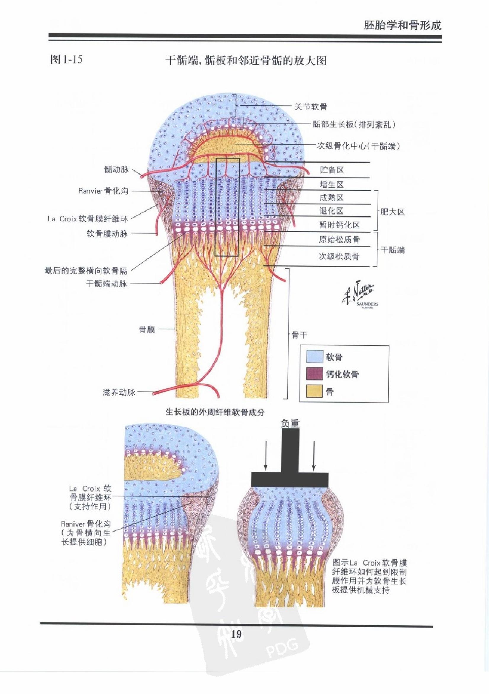 奈特骨科疾病彩色图谱（高清中文版）.pdf_第23页