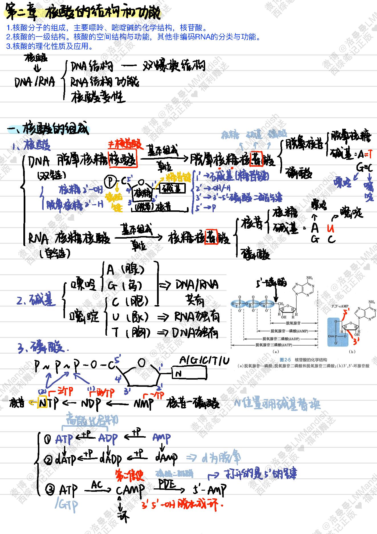 生化_西综笔记福利@洛曼曼LMMandish.pdf_第12页