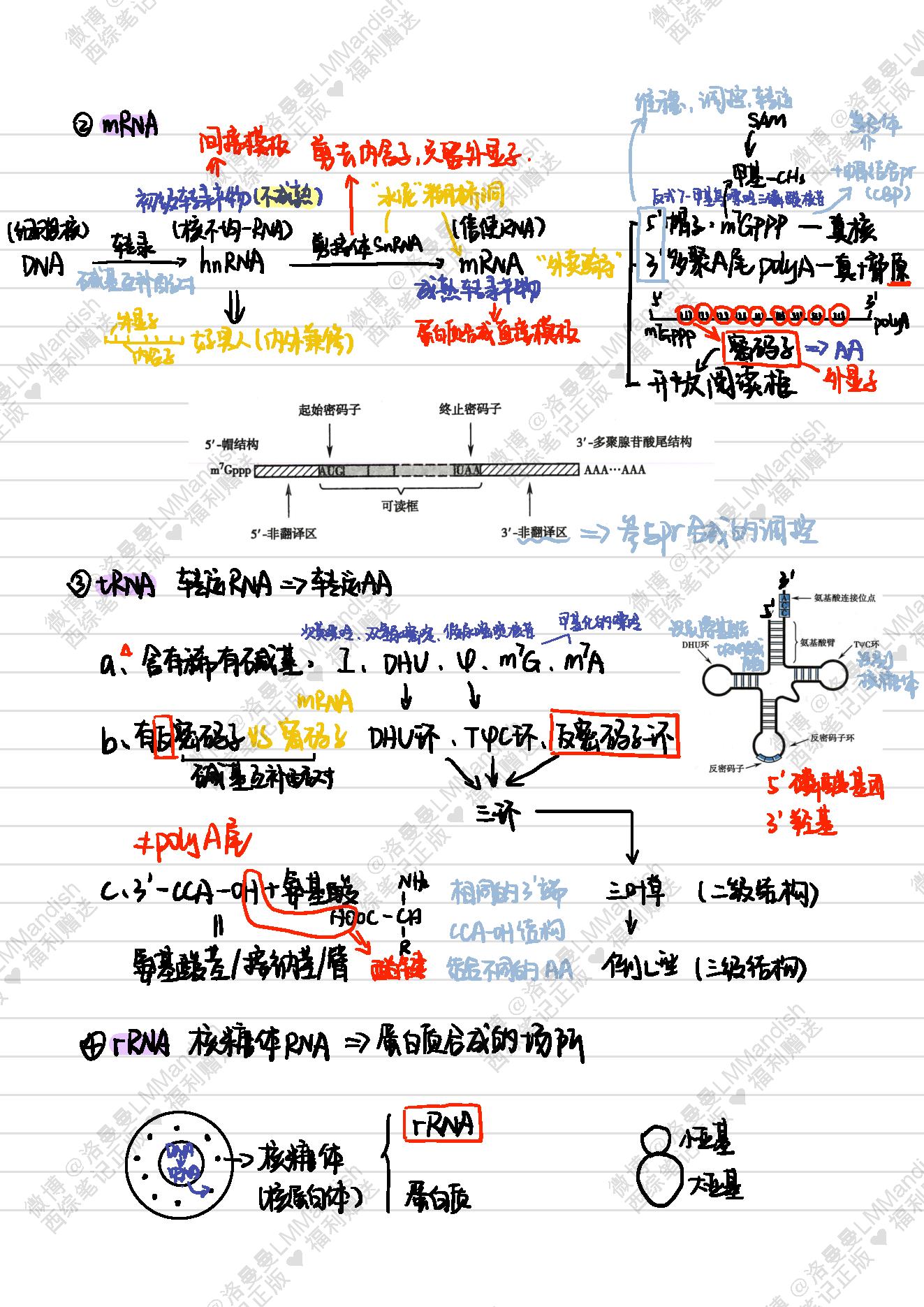 生化_西综笔记福利@洛曼曼LMMandish.pdf_第15页