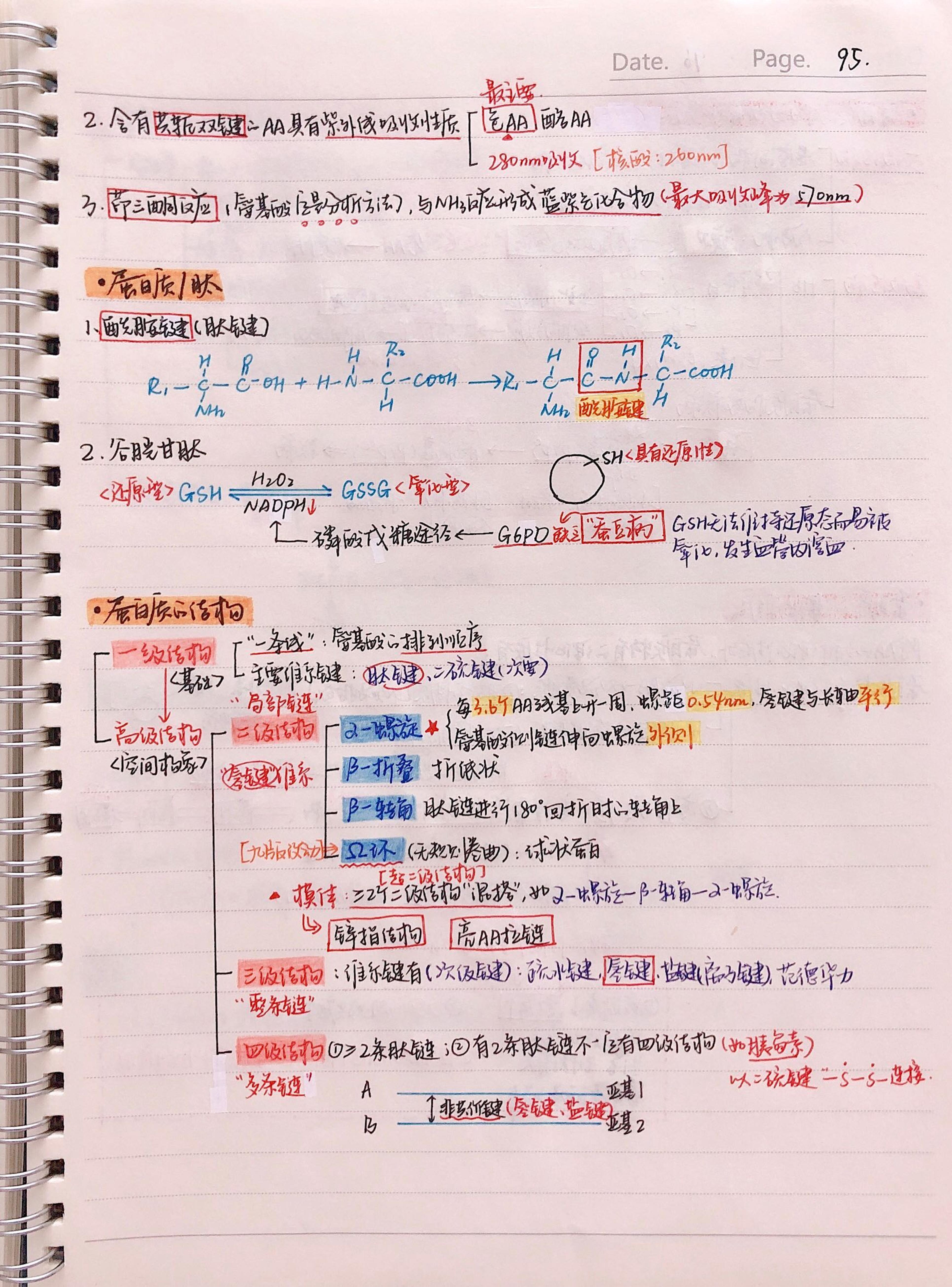 生化手写笔记.pdf_第2页