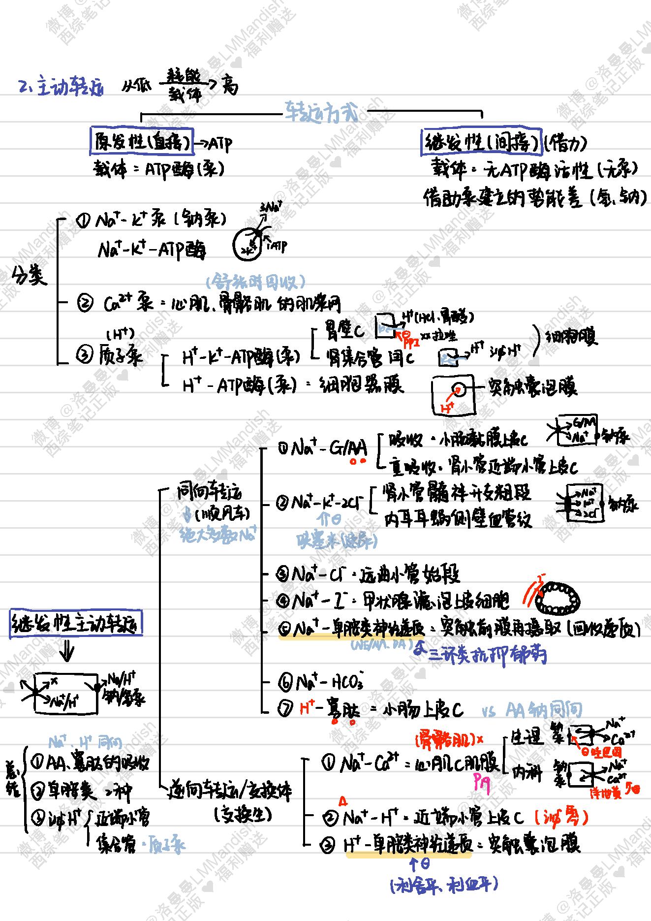 生理_西综笔记福利@洛曼曼LMMandish.pdf_第8页