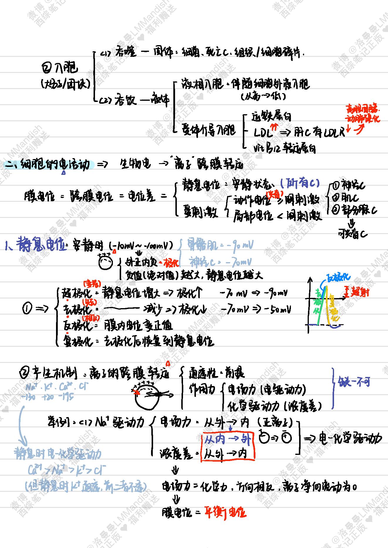 生理_西综笔记福利@洛曼曼LMMandish.pdf_第10页