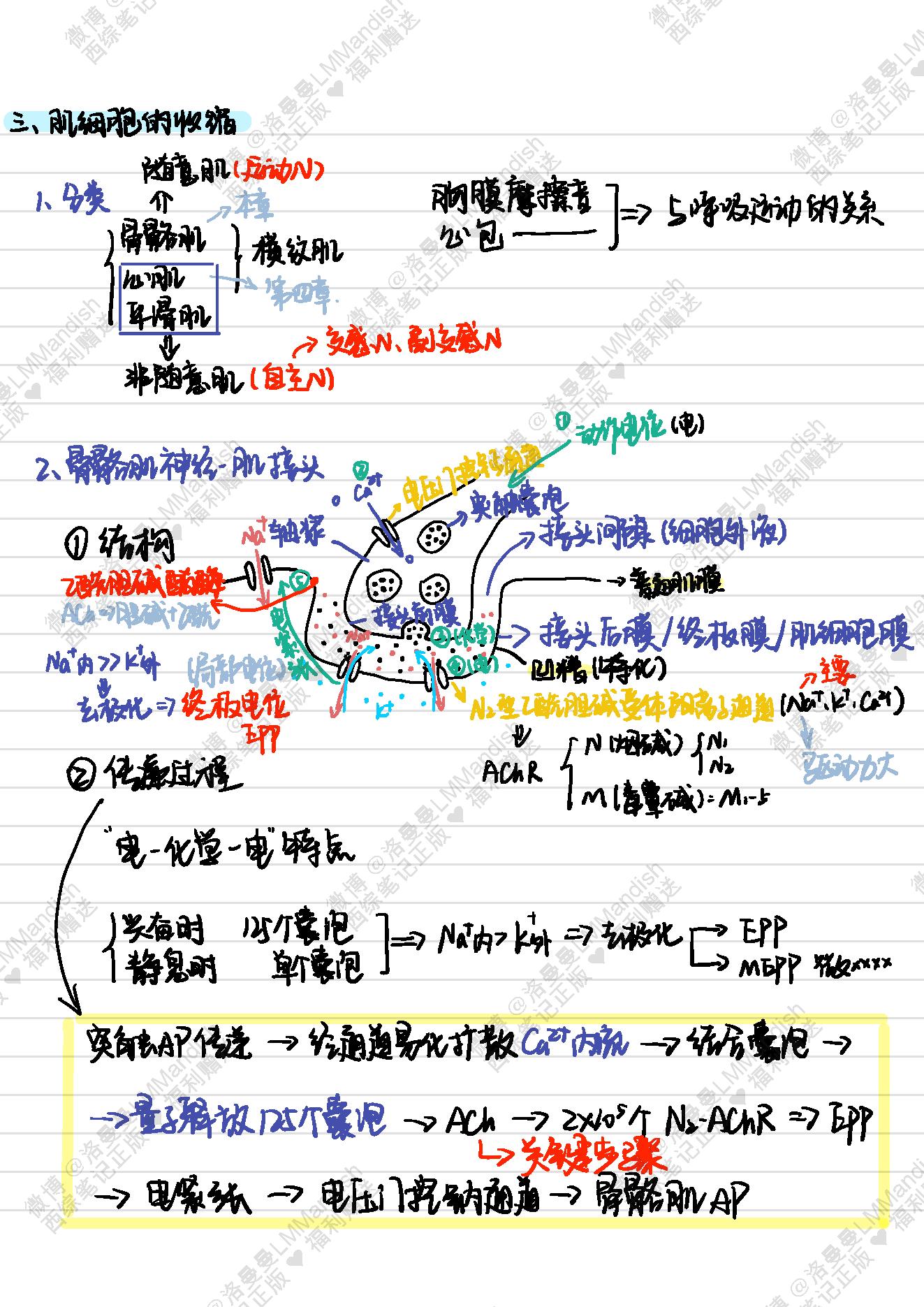 生理_西综笔记福利@洛曼曼LMMandish.pdf_第15页