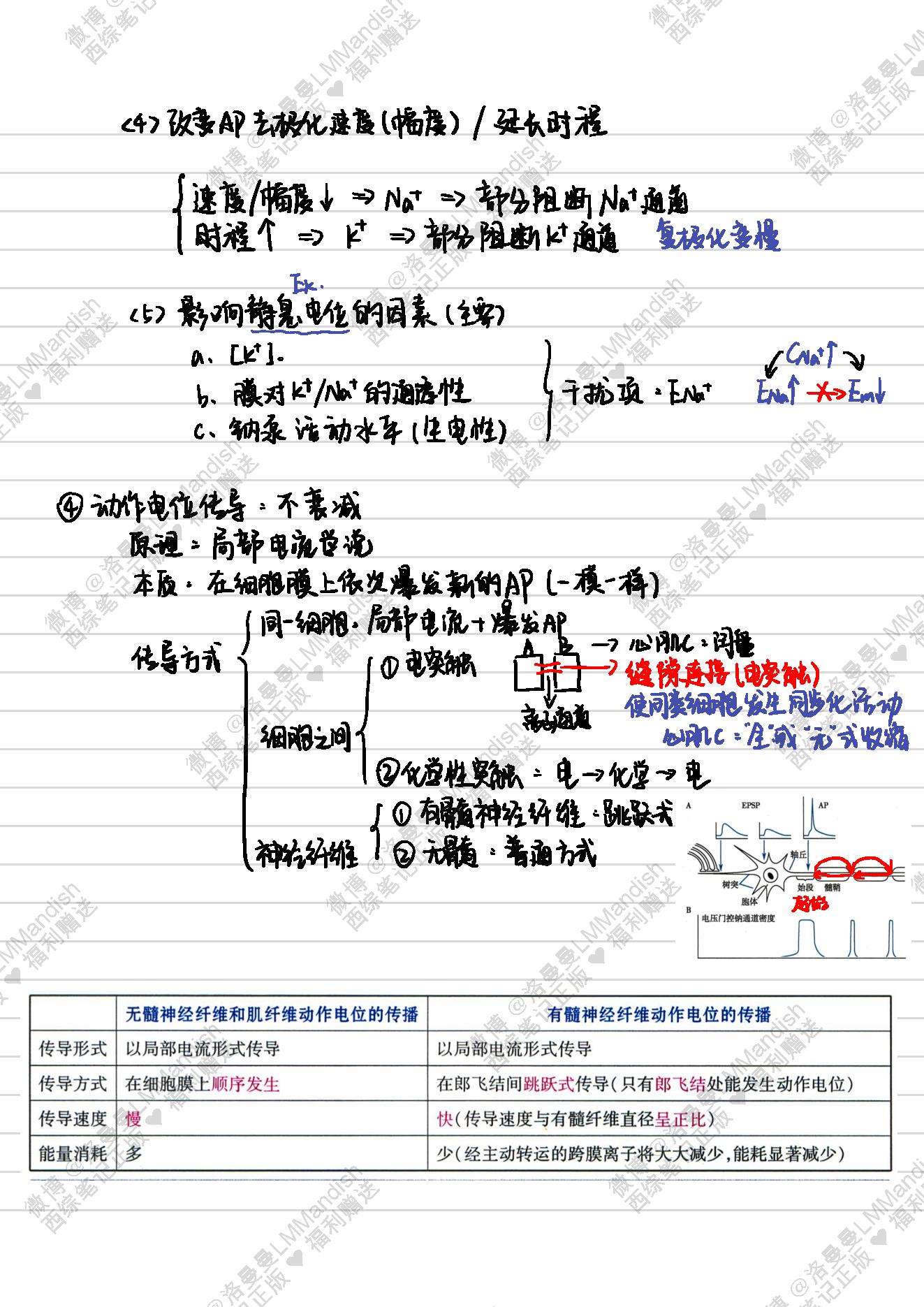 生理_西综笔记福利@洛曼曼LMMandish.pdf_第13页