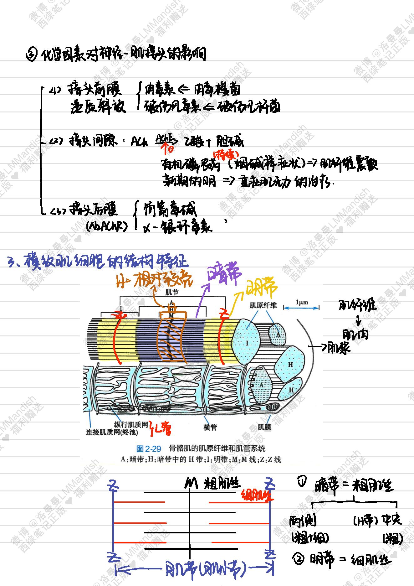 生理_西综笔记福利@洛曼曼LMMandish.pdf_第16页