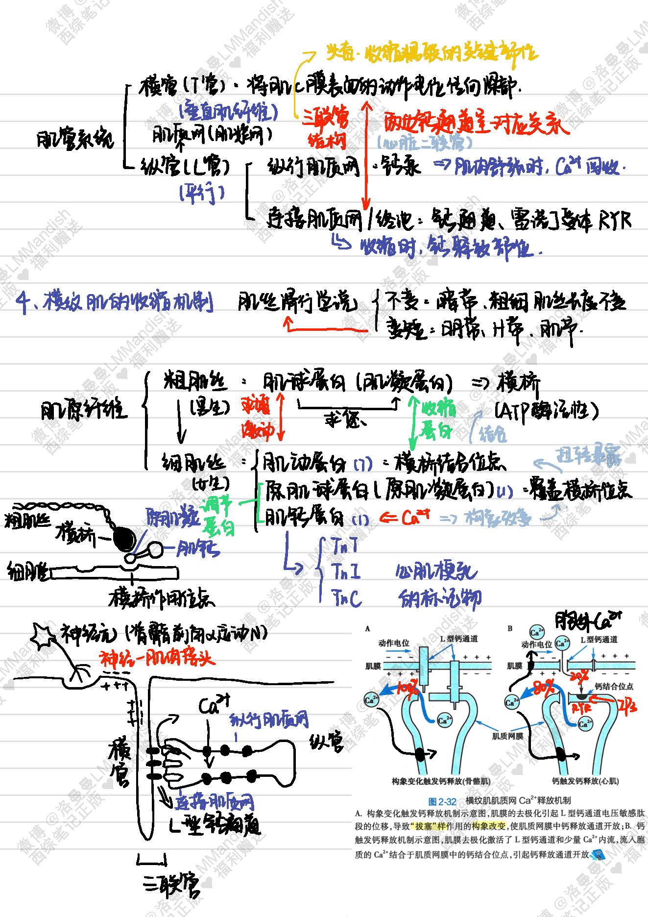 生理_西综笔记福利@洛曼曼LMMandish.pdf_第17页